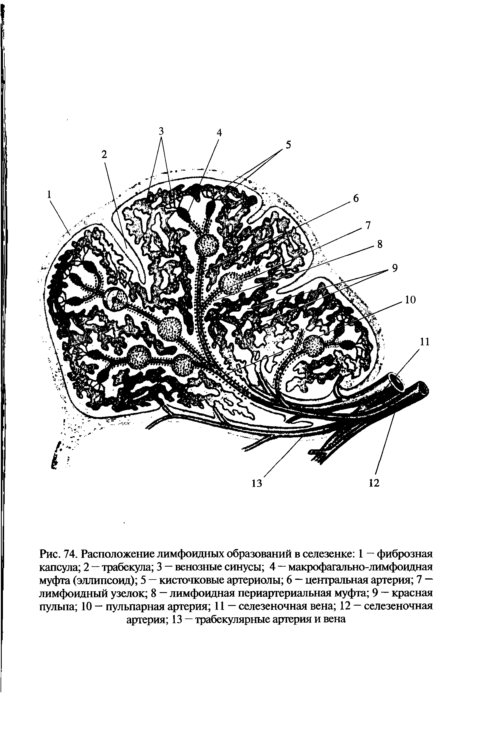 Рис. 74. Расположение лимфоидных образований в селезенке 1 — фиброзная капсула 2 — трабекула 3 — венозные синусы 4 — макрофагально-лимфоидная муфта (эллипсоид) 5 — кисточковые артериолы 6 — центральная артерия 7 — лимфоидный узелок 8 — лимфоидная периартериальная муфта 9 — красная пульпа 10 — пульпарная артерия 11 — селезеночная вена 12 — селезеночная артерия 13 — трабекулярные артерия и вена...