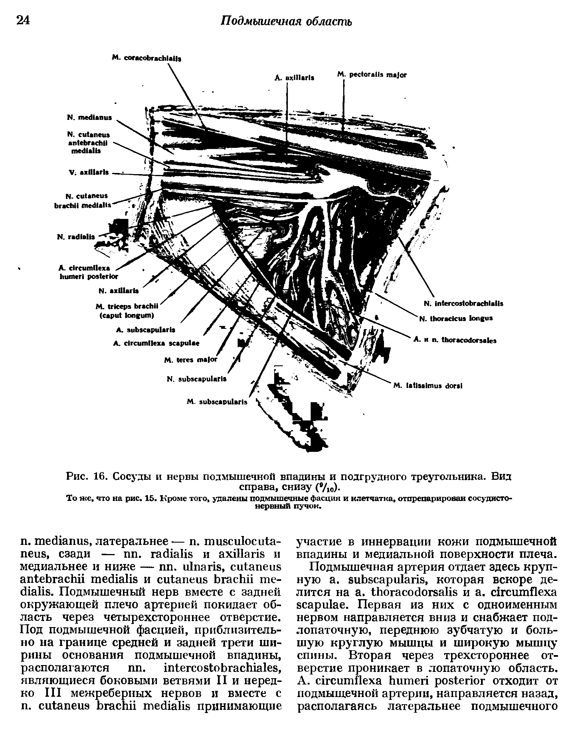 Рис. 16. Сосуды и нервы подмышечной впадины и подгрудного треугольника. Вид справа, снизу (8/10).