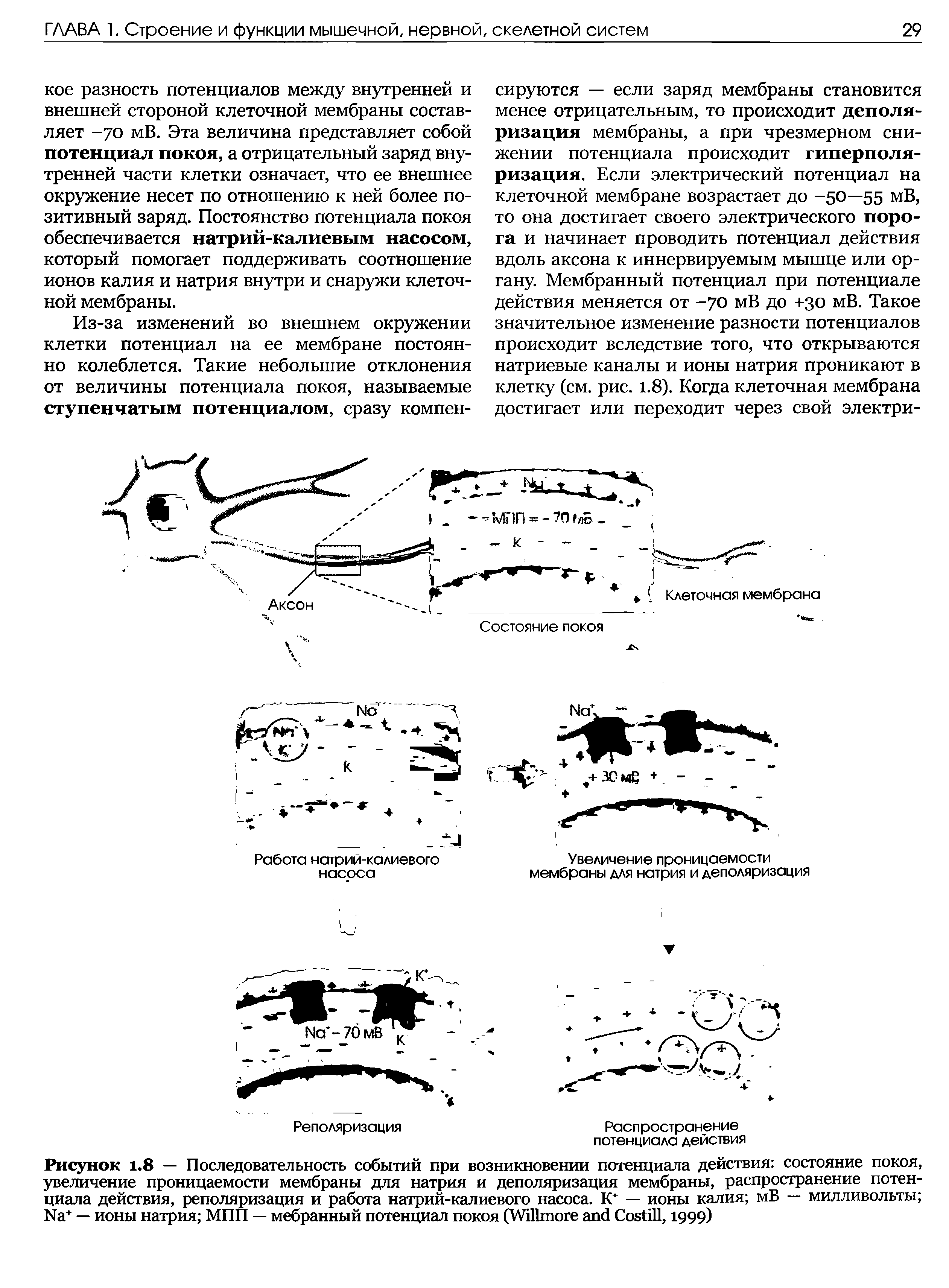 Рисунок 1.8 — Последовательность событий при возникновении потенциала действия состояние покоя, увеличение проницаемости мембраны для натрия и деполяризация мембраны, распространение потенциала действия, реполяризация и работа натрий-калиевого насоса. К — ионы калия мВ — милливольты N + — ионы натрия МПП — мебранный потенциал покоя (W C , 1999)...