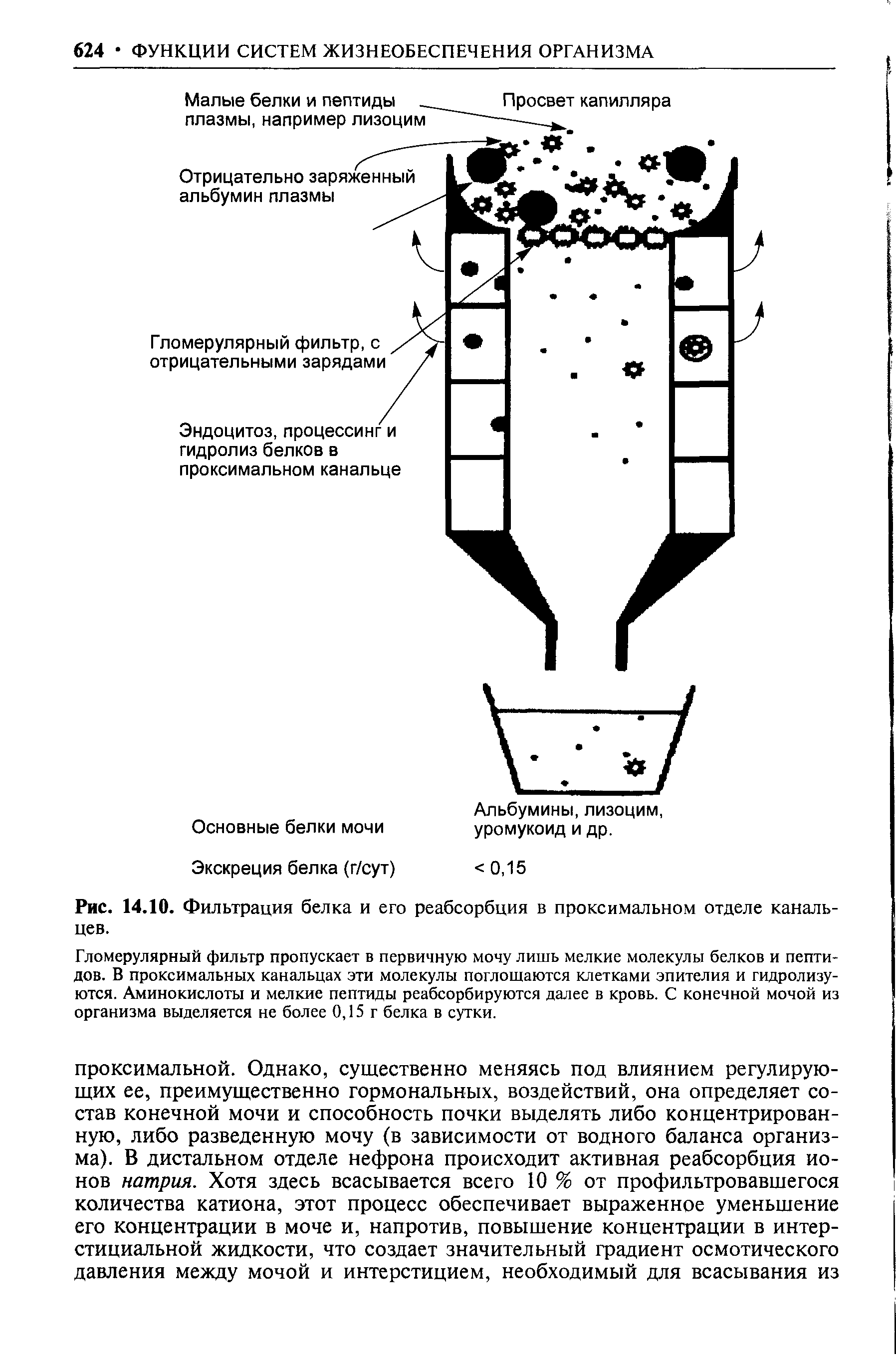 Рис. 14.10. Фильтрация белка и его реабсорбция в проксимальном отделе канальцев.
