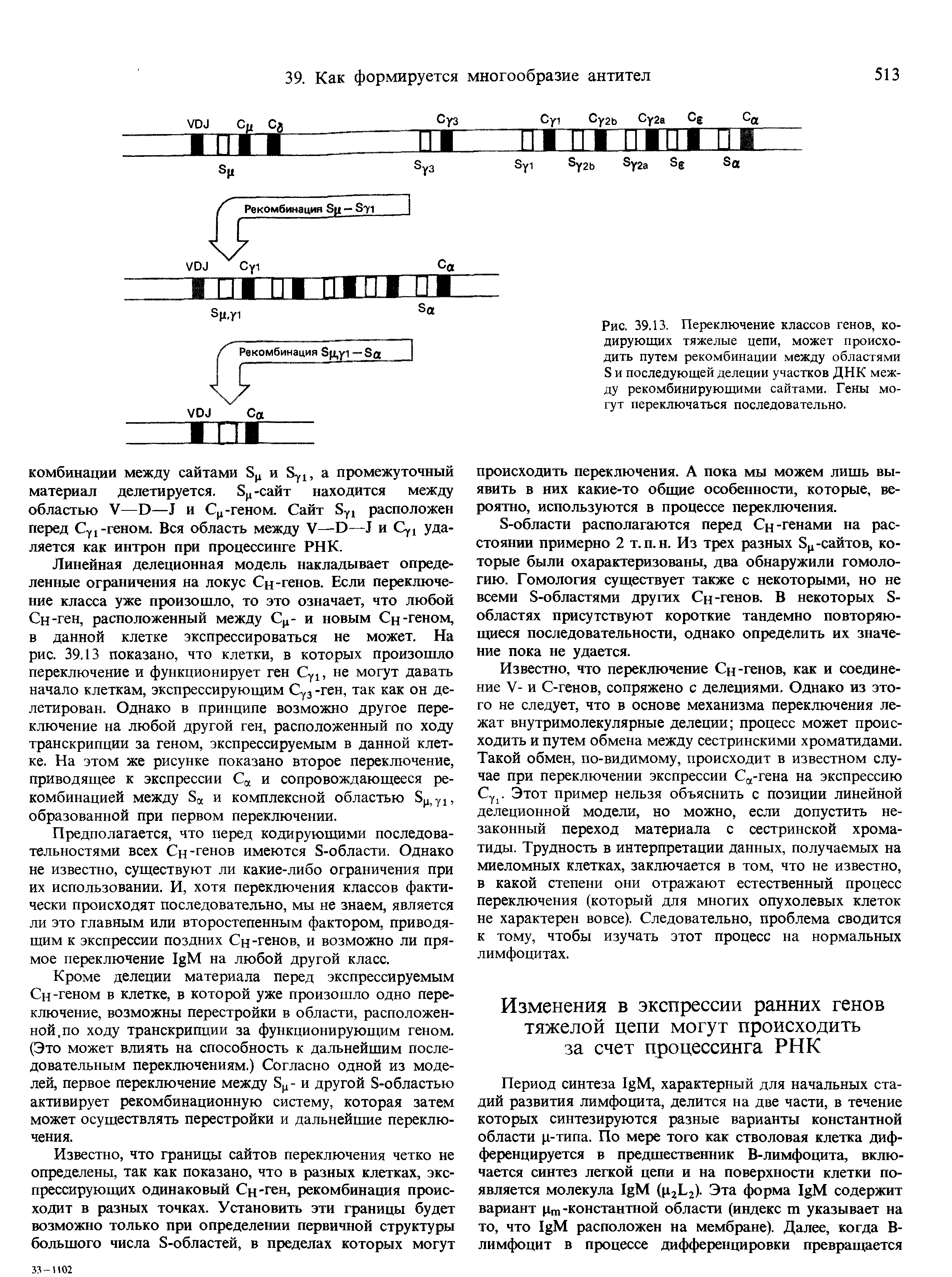 Рис. 39.13. Переключение классов генов, кодирующих тяжелые цепи, может происходить путем рекомбинации между областями Б и последующей делеции участков ДНК между рекомбинирующими сайтами. Гены могут переключаться последовательно.