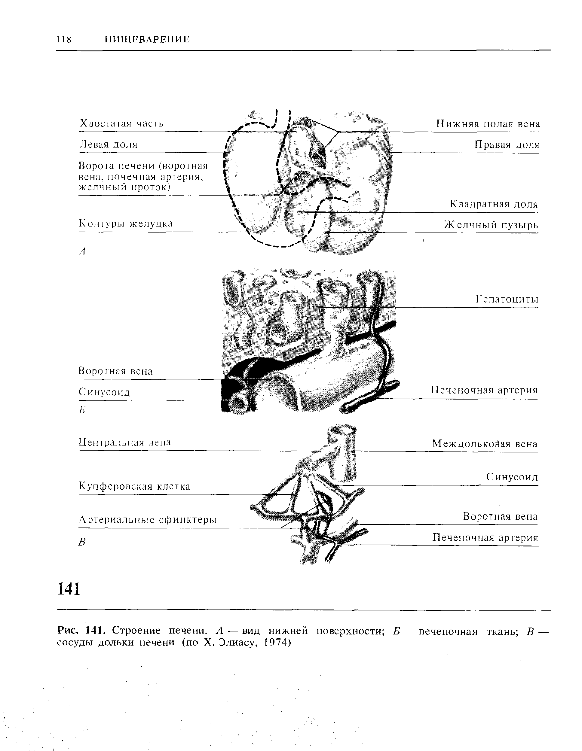 Рис. 141. Строение печени. А — вид нижней поверхности Б — печеночная ткань В — сосуды дольки печени (по X. Элиасу, 1974)...