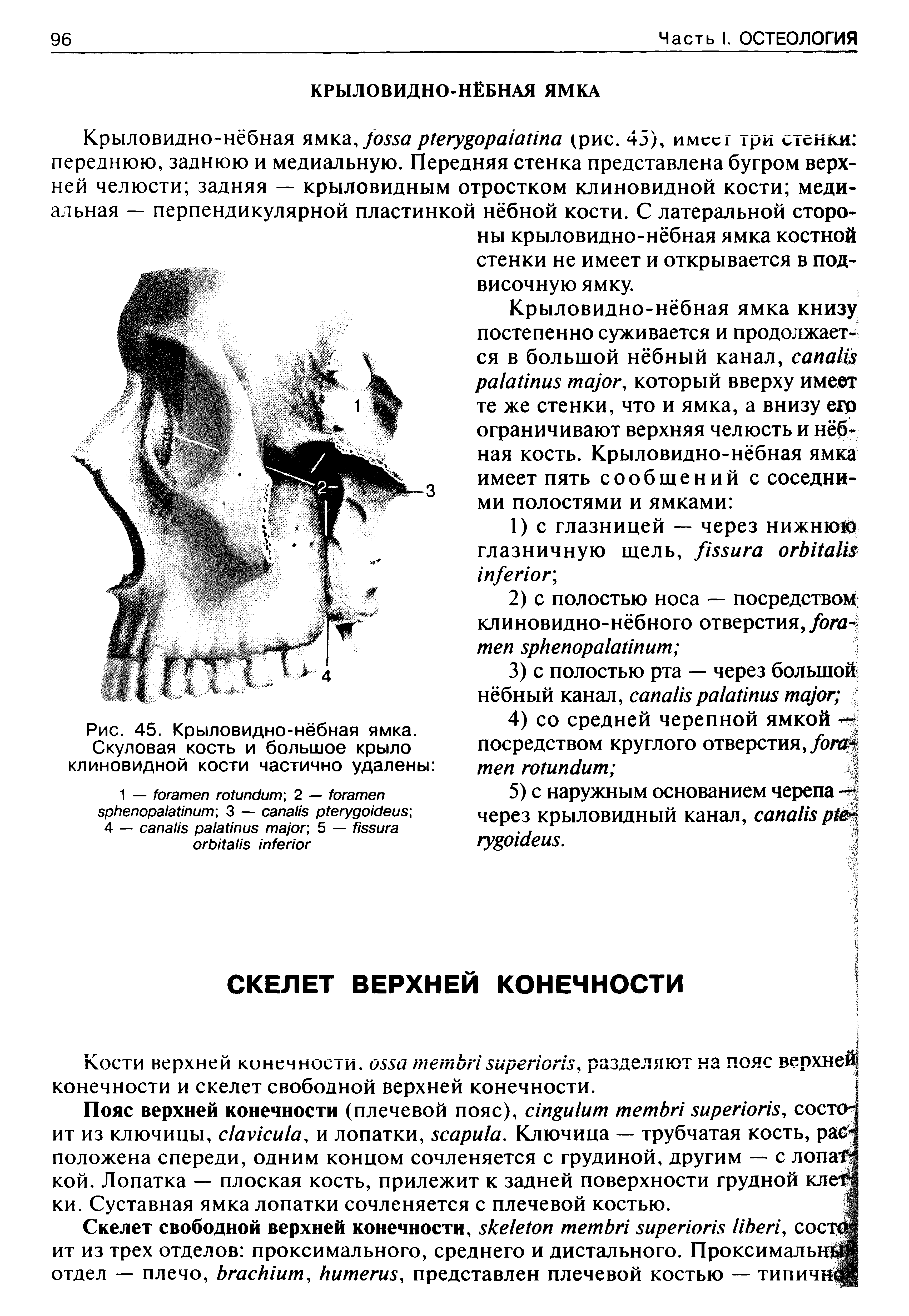 Рис. 45. Крыловидно-нёбная ямка. Скуловая кость и большое крыло клиновидной кости частично удалены ...