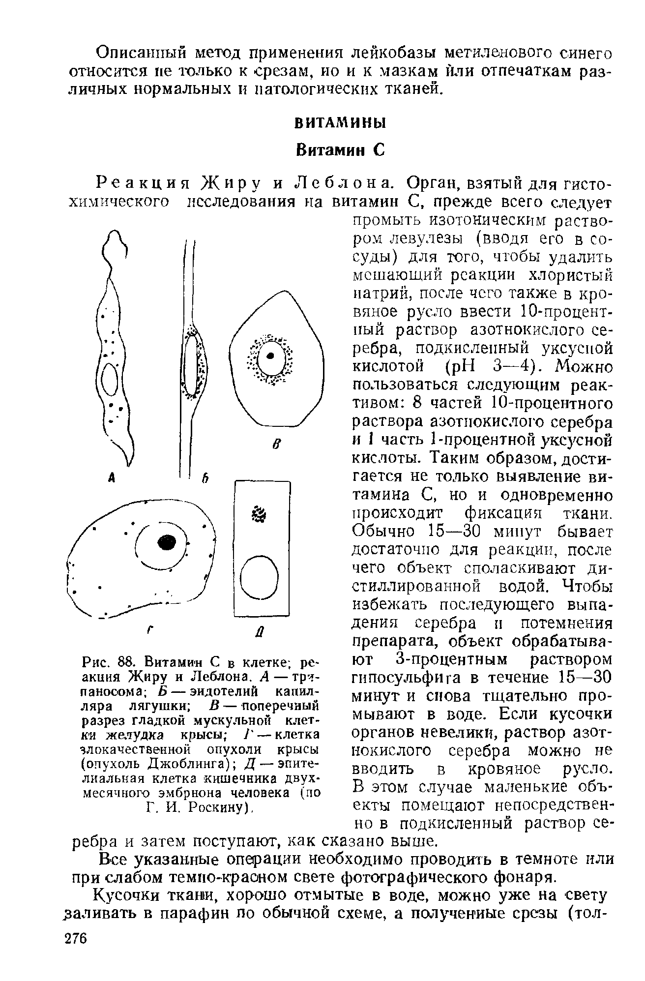 Рис. 88. Витамин С акция Жиру и Леблона. А — трипаносома Б— эндотелий капилляра лягушки В—поперечный разрез гладкой мускульной клетки желудка крысы / — клетка злокачественной опухоли крысы (опухоль Джоблинга) Д — эпителиальная клетка кишечника двухмесячного эмбриона человека (по Г. И. Роскину),...