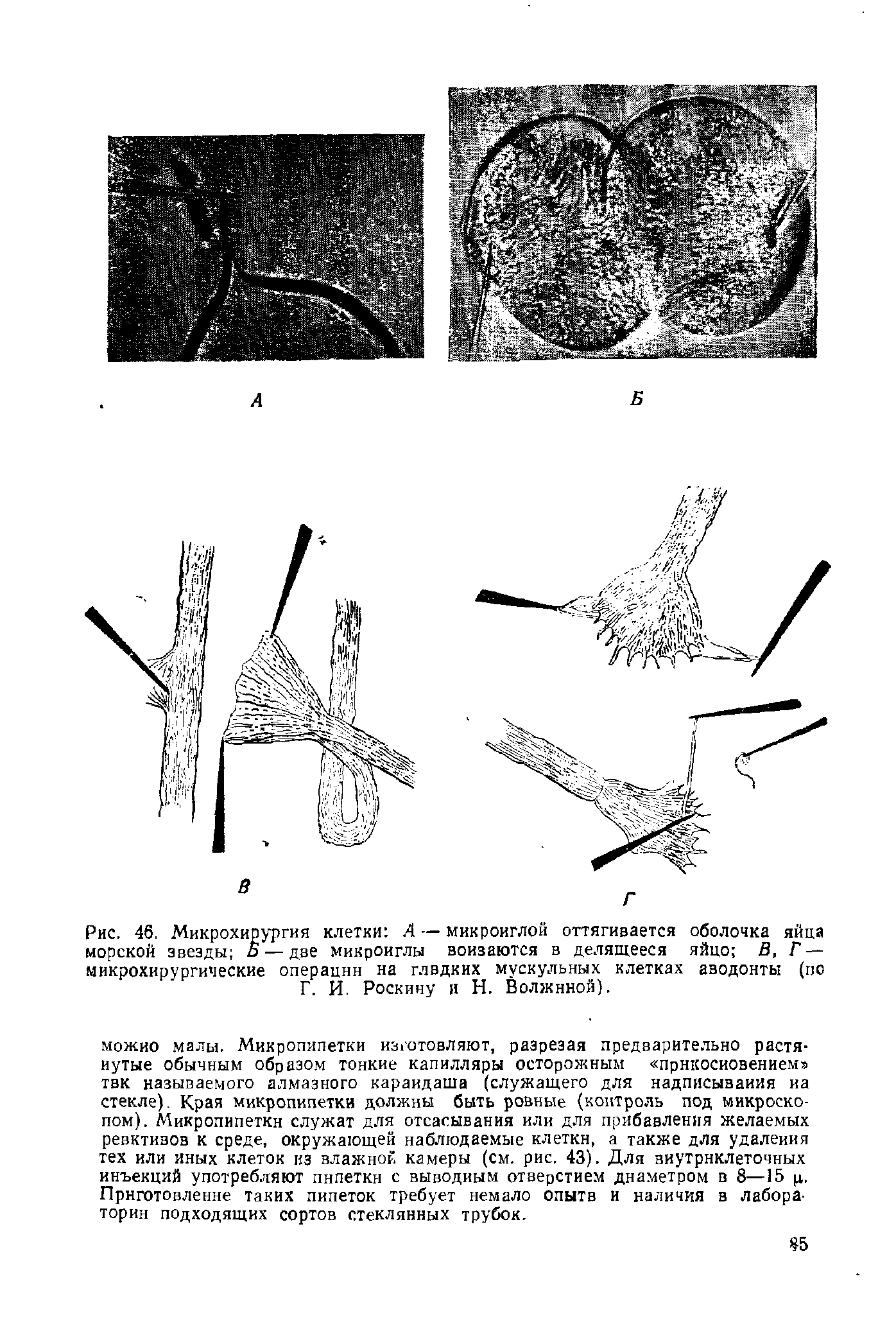 Рис. 46. Микрохирургия клетки Л — микроиглой оттягивается оболочка яйца морской звезды Б — две микроиглы вонзаются в делящееся яйцо В, Г — микрохирургические операции на глвдких мускульных клетках аводонты (по Г. И. Роскину и Н. Волжиной).