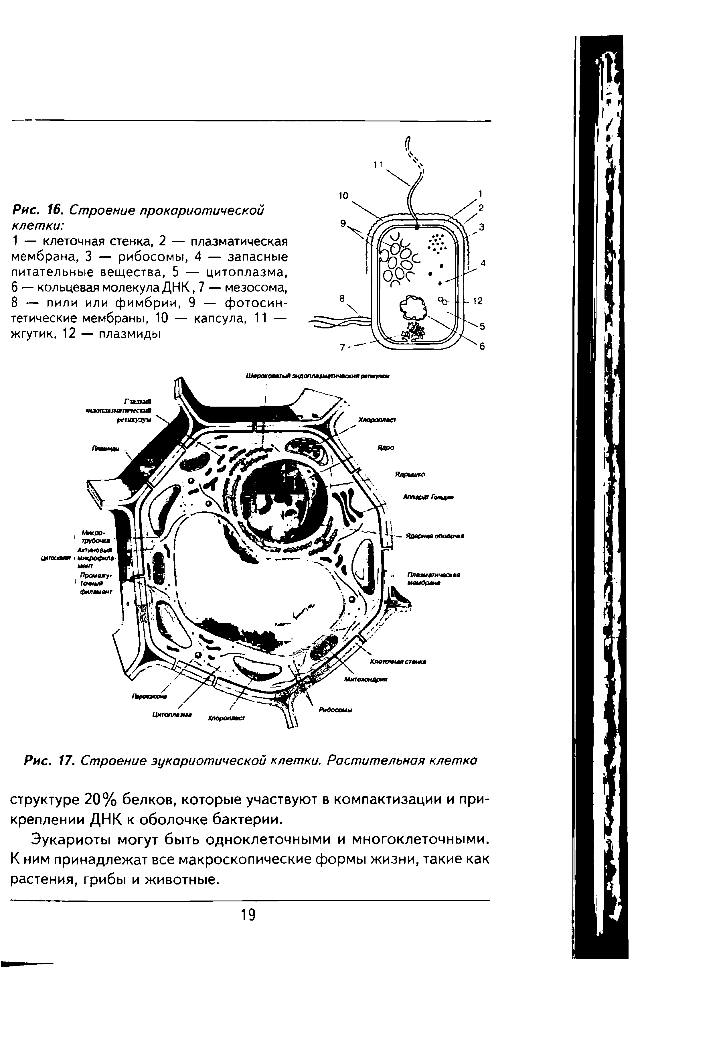 Рис. 17. Строение эукариотической клетки. Растительная клетка структуре 20% белков, которые участвуют в компактизации и прикреплении ДНК к оболочке бактерии.