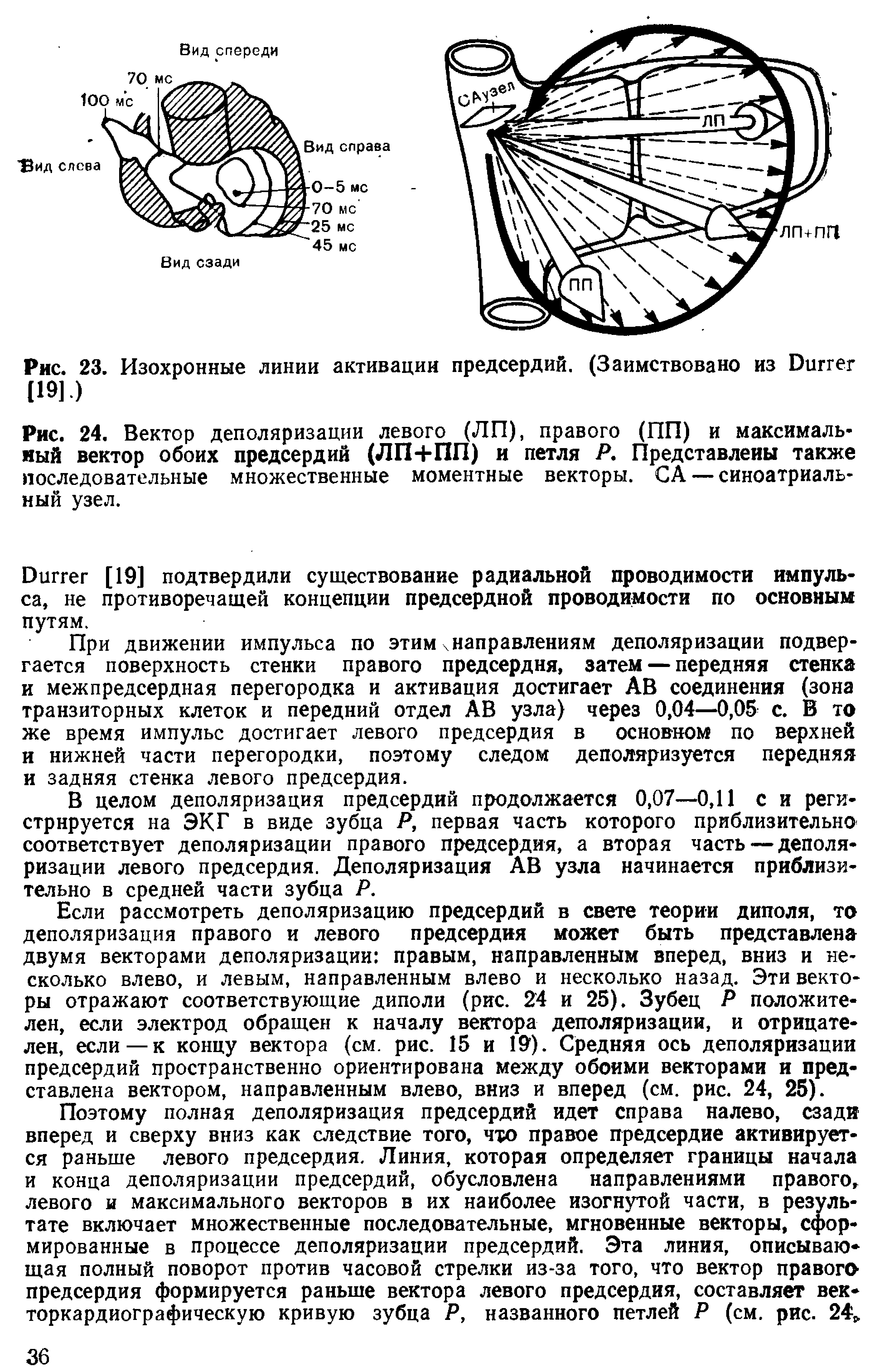 Рис. 24. Вектор деполяризации левого (ЛП), правого (ПП) и максимальный вектор обоих предсердий (ЛП+ПП) и петля Р, Представлены также последовательные множественные моментные векторы. СА — синоатриальный узел.