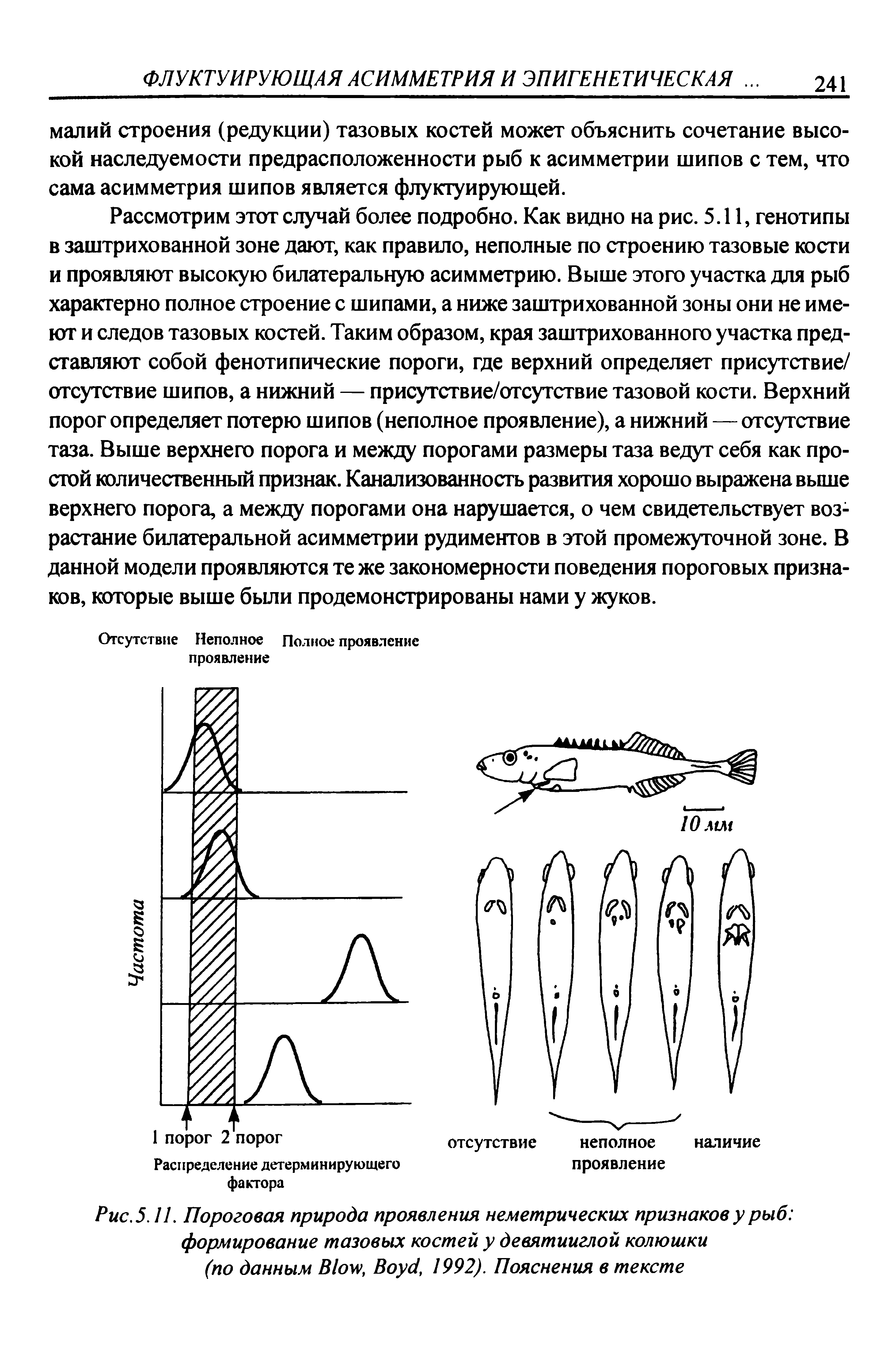 Рис. 5.11. Пороговая природа проявления неметрических признаков у рыб формирование тазовых костей у девятииглой колюшки (по данным B , B , 1992). Пояснения в тексте...