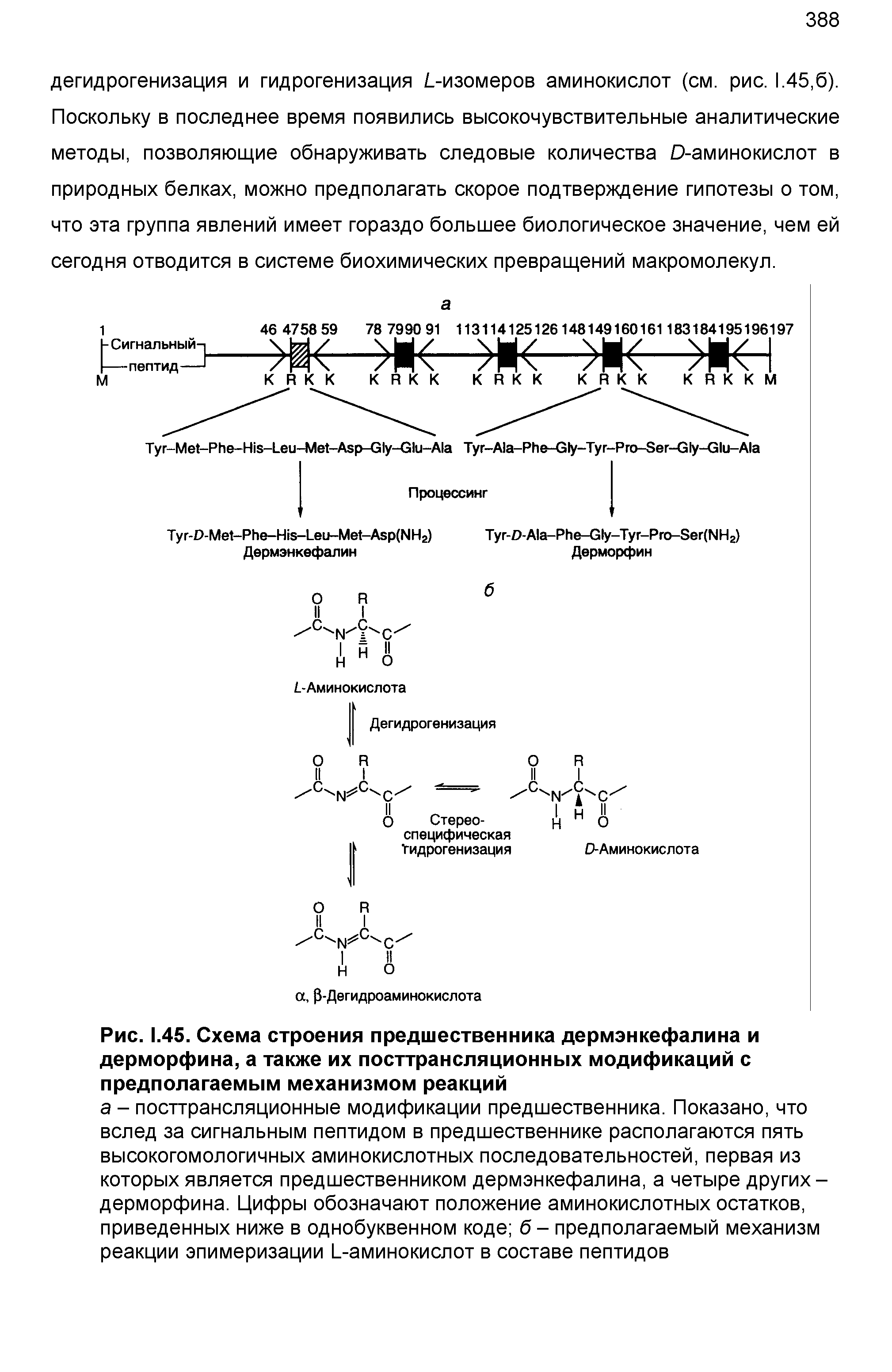 Рис. 1.45. Схема строения предшественника дермэнкефалина и дерморфина, а также их посттрансляционных модификаций с предполагаемым механизмом реакций...
