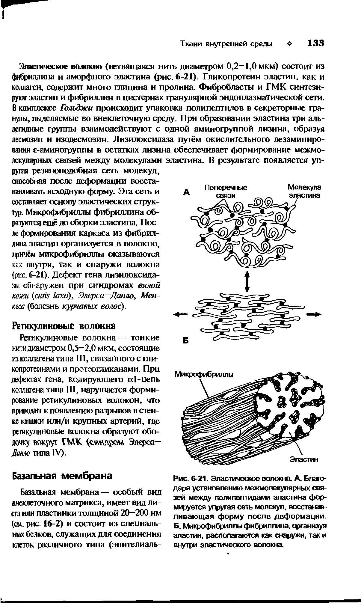 Рис. 6-21. Эластическое волокно. А. Благодаря установлению межмолекупярных связей между полипептидами эластина формируется упругая сеть молекул, восстанавливающая форму после деформации. Б. Микрофибриллы фибриллина, организуя эластин, располагаются как снаружи, так и внутри эластического волокна.