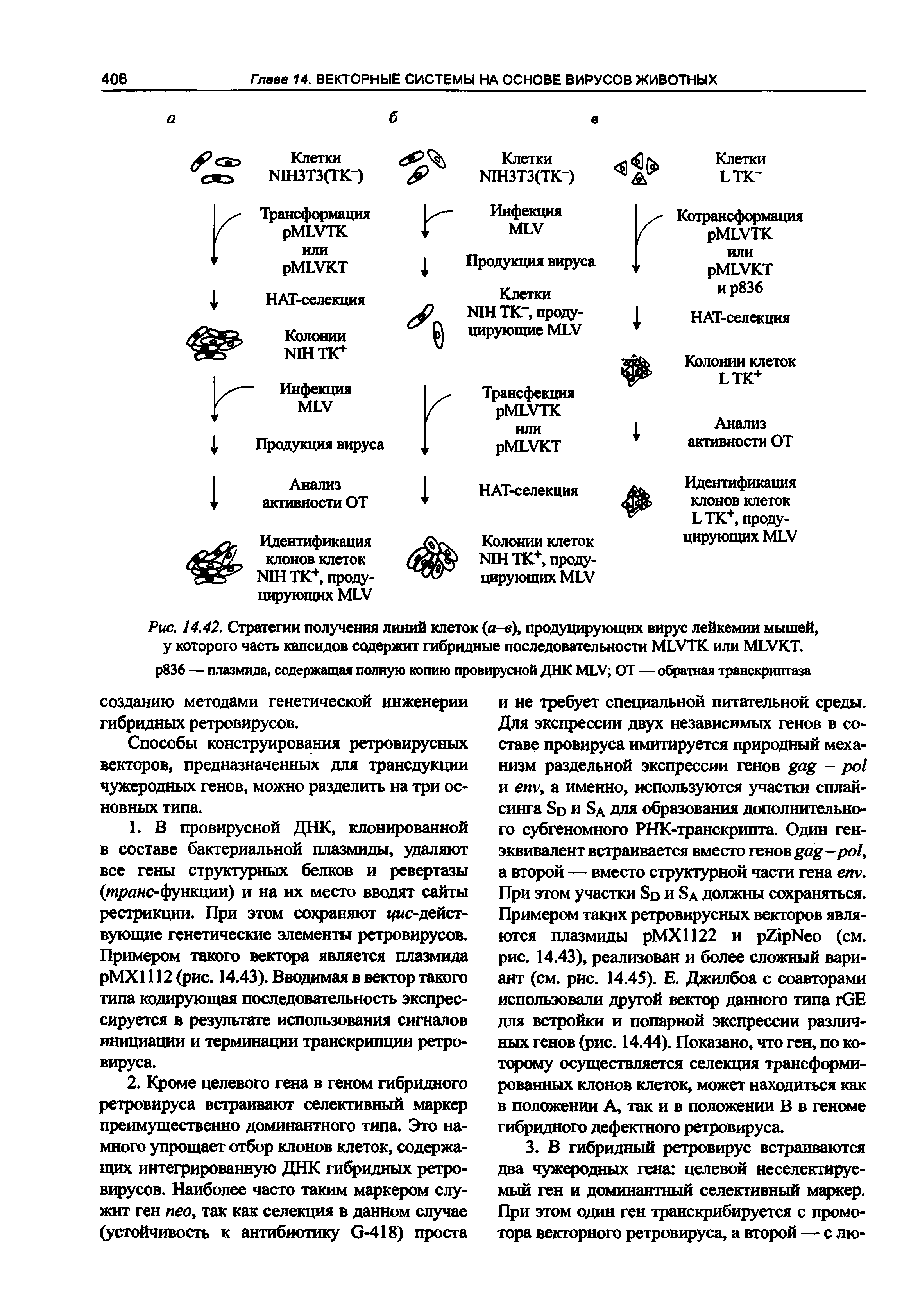 Рис. 14.42. Стратегии получения линий клеток (о-в), продуцирующих вирус лейкемии мышей, у которого часть капсидов содержит гибридные последовательности МЕ ГГК или MLVKT.