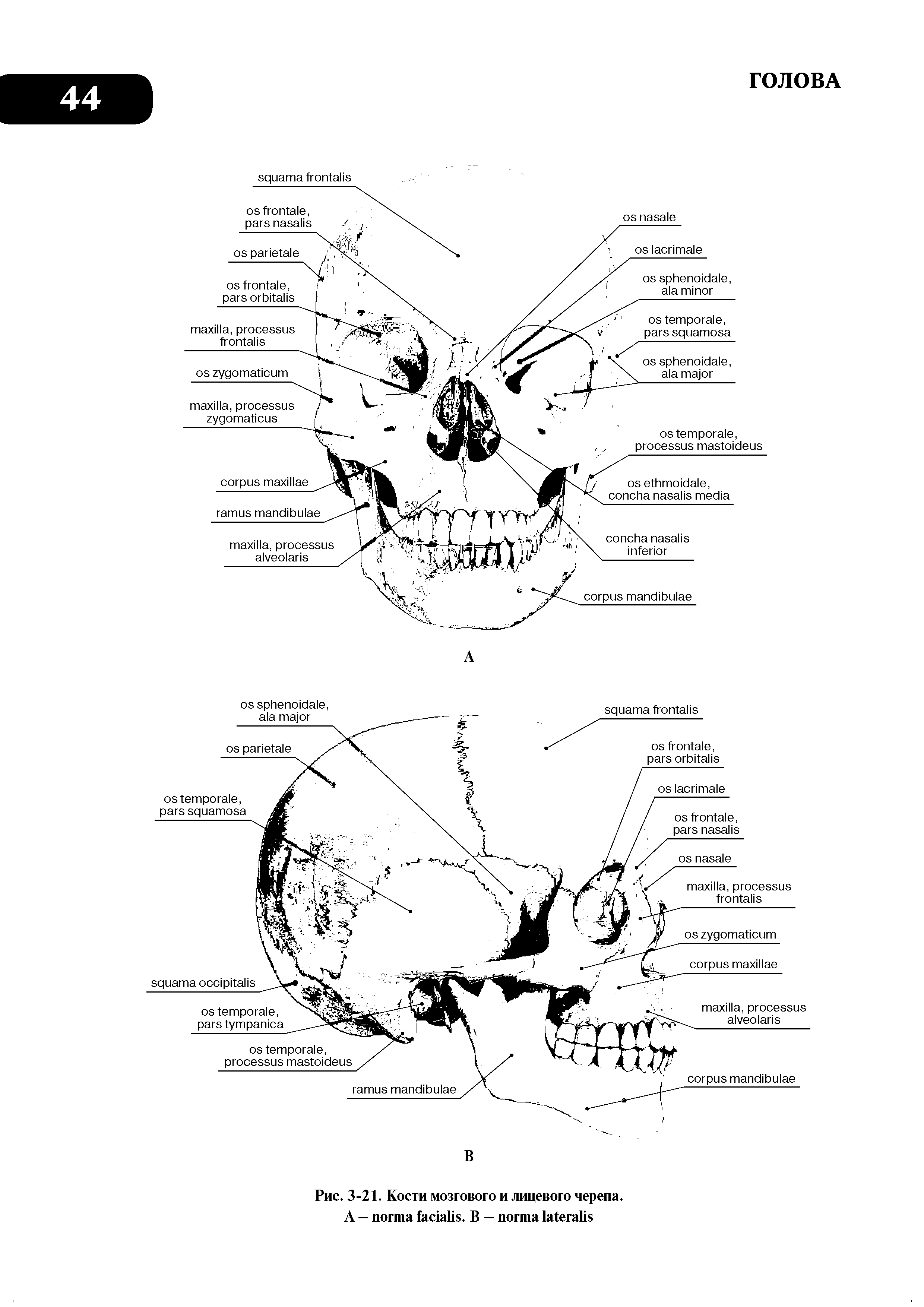 Рис. 3-21. Кости мозгового и лицевого черепа. А — . В — ...