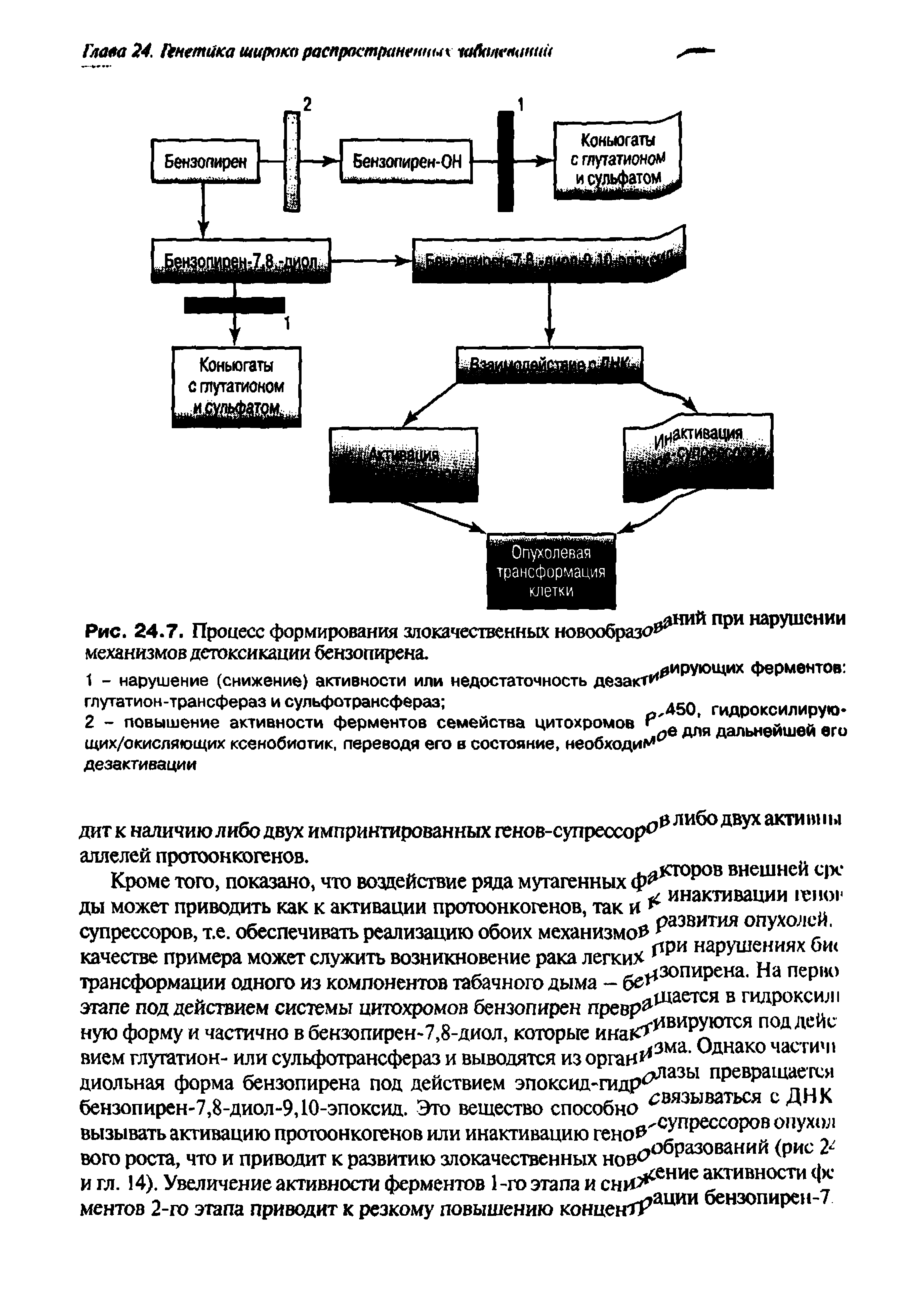 Рис. 24.7. Процесс формирования злокачественных новообразо 1 1 П И наРУшснии механизмов детоксикации бензопирена.