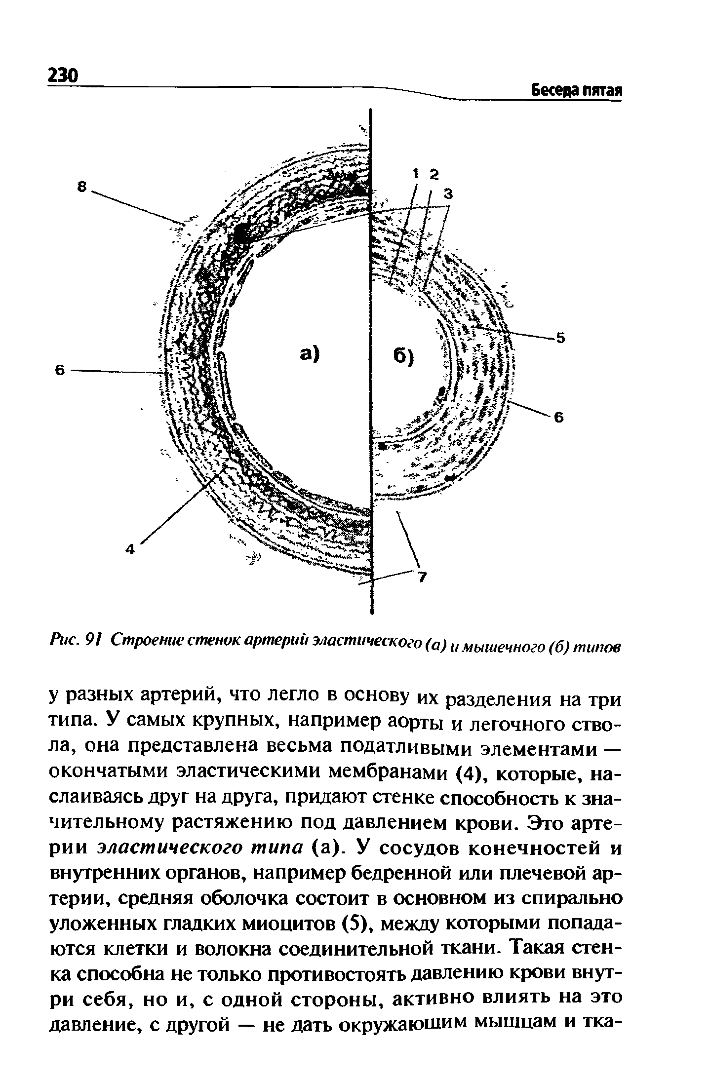 Рис. 91 Строение стенок артерий эластического (а) и мышечного (б) типов...