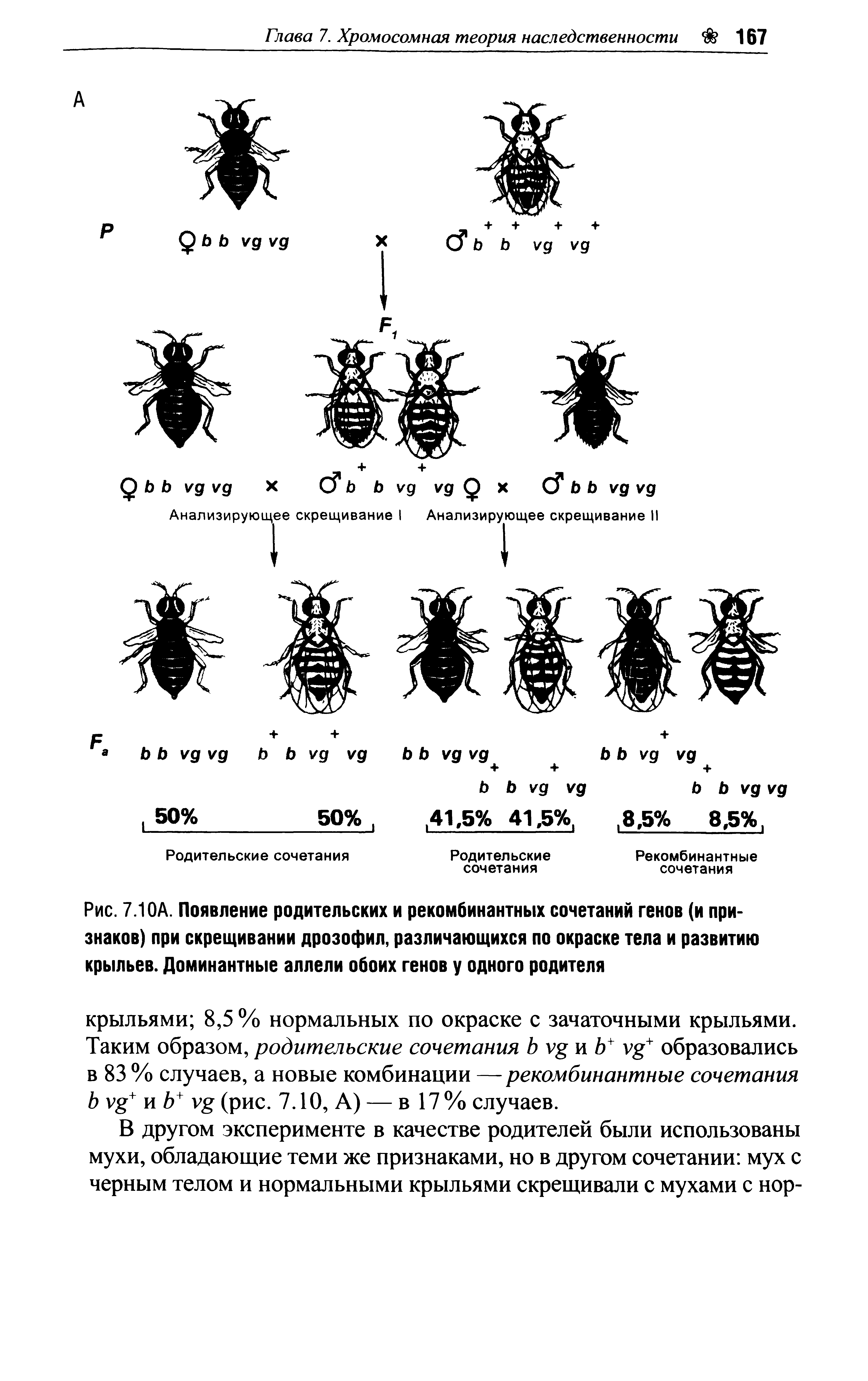Рис. 7.1 ОА. Появление родительских и рекомбинантных сочетаний генов (и признаков) при скрещивании дрозофил, различающихся по окраске тела и развитию крыльев. Доминантные аллели обоих генов у одного родителя...