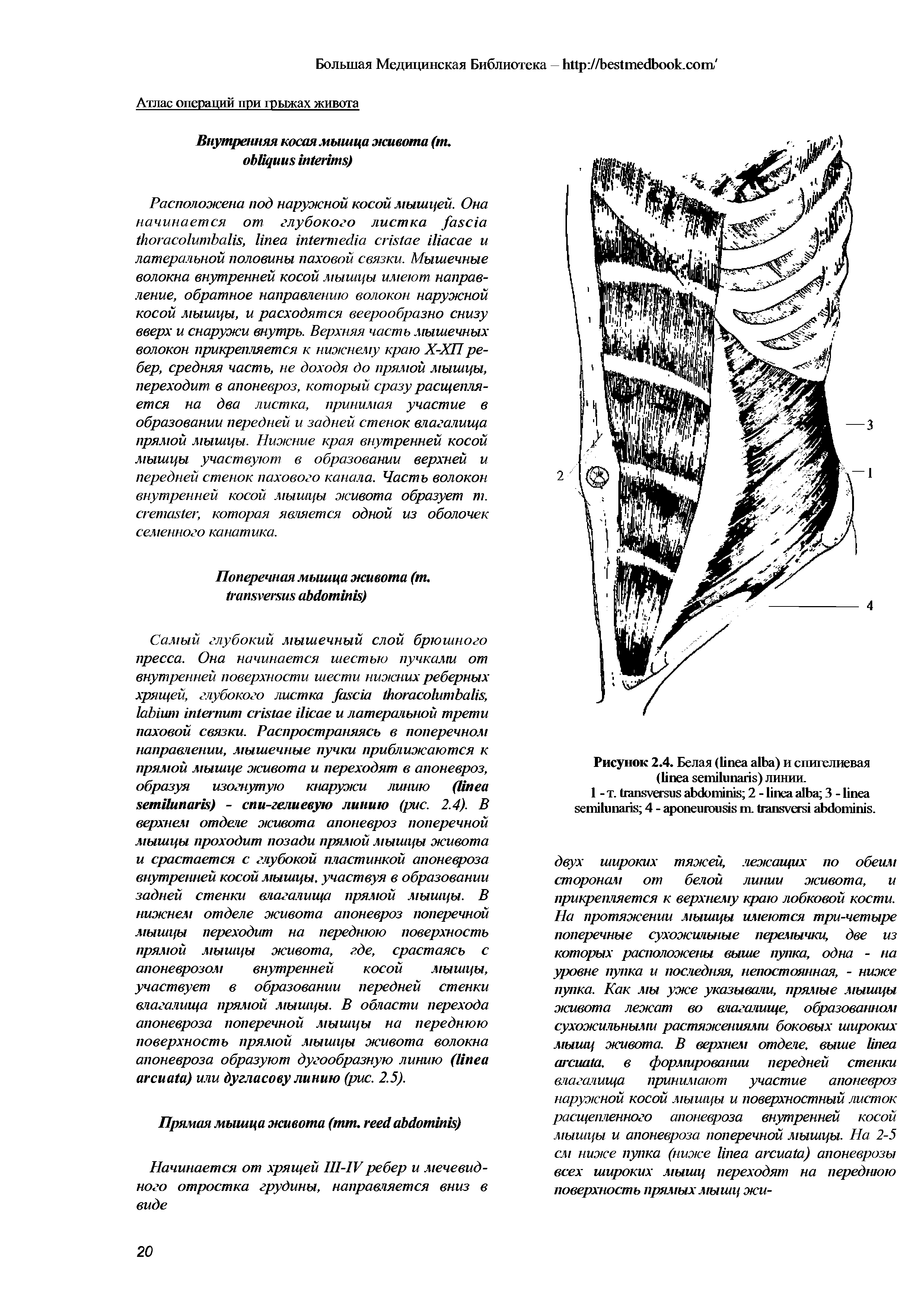 Рисунок 2.4. Белая ( ) и спигелиевая ( ) линии.