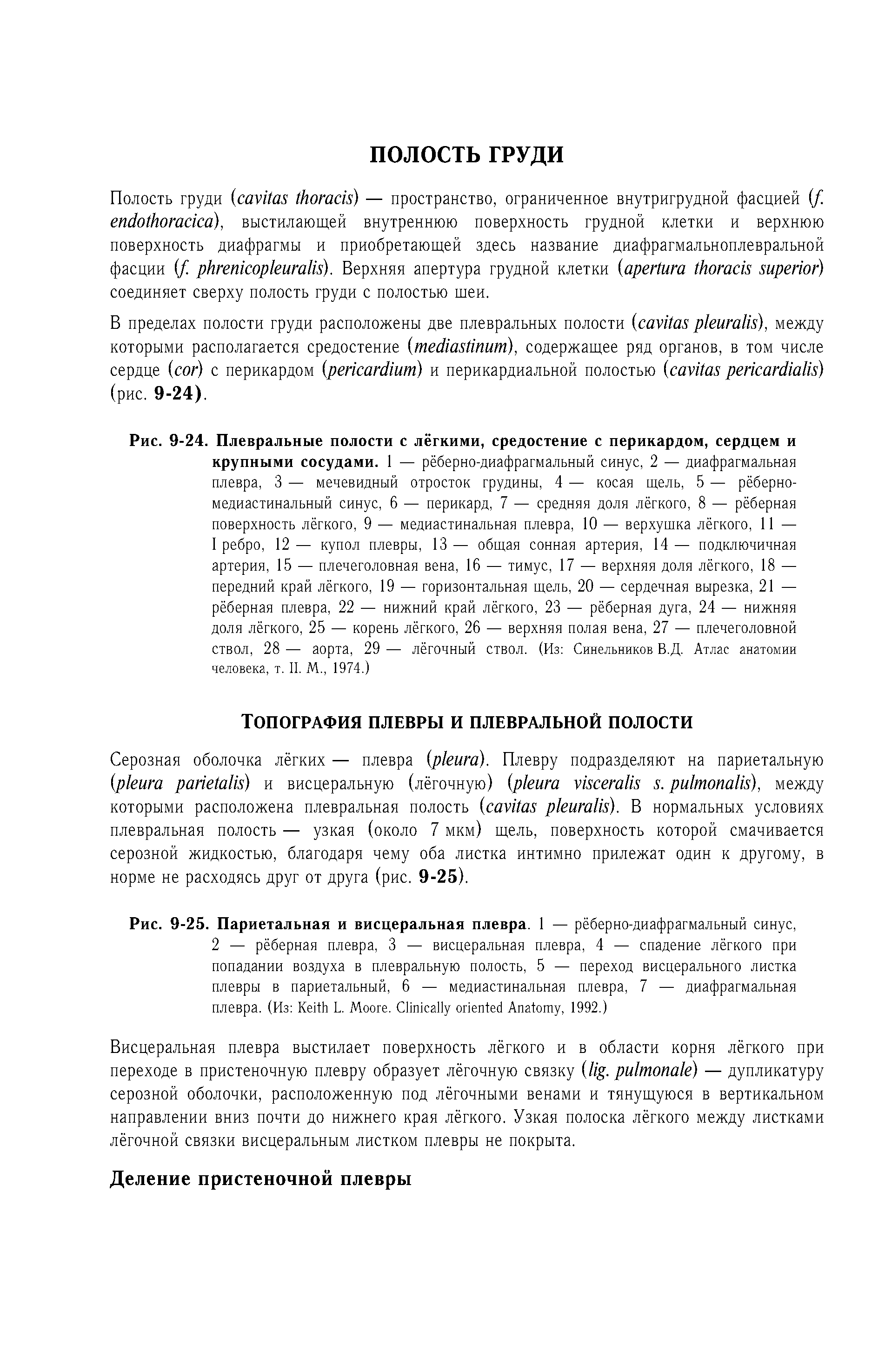Рис. 9-24. Плевральные полости с лёгкими, средостение с перикардом, сердцем и крупными сосудами. 1 — рёберно-диафрагмальный синус, 2 — диафрагмальная плевра, 3 — мечевидный отросток грудины, 4 — косая щель, 5 — рёберно-медиастинальный синус, 6 — перикард, 7 — средняя доля лёгкого, 8 — рёберная поверхность лёгкого, 9 — медиастинальная плевра, 10 — верхушка лёгкого, 11 —...