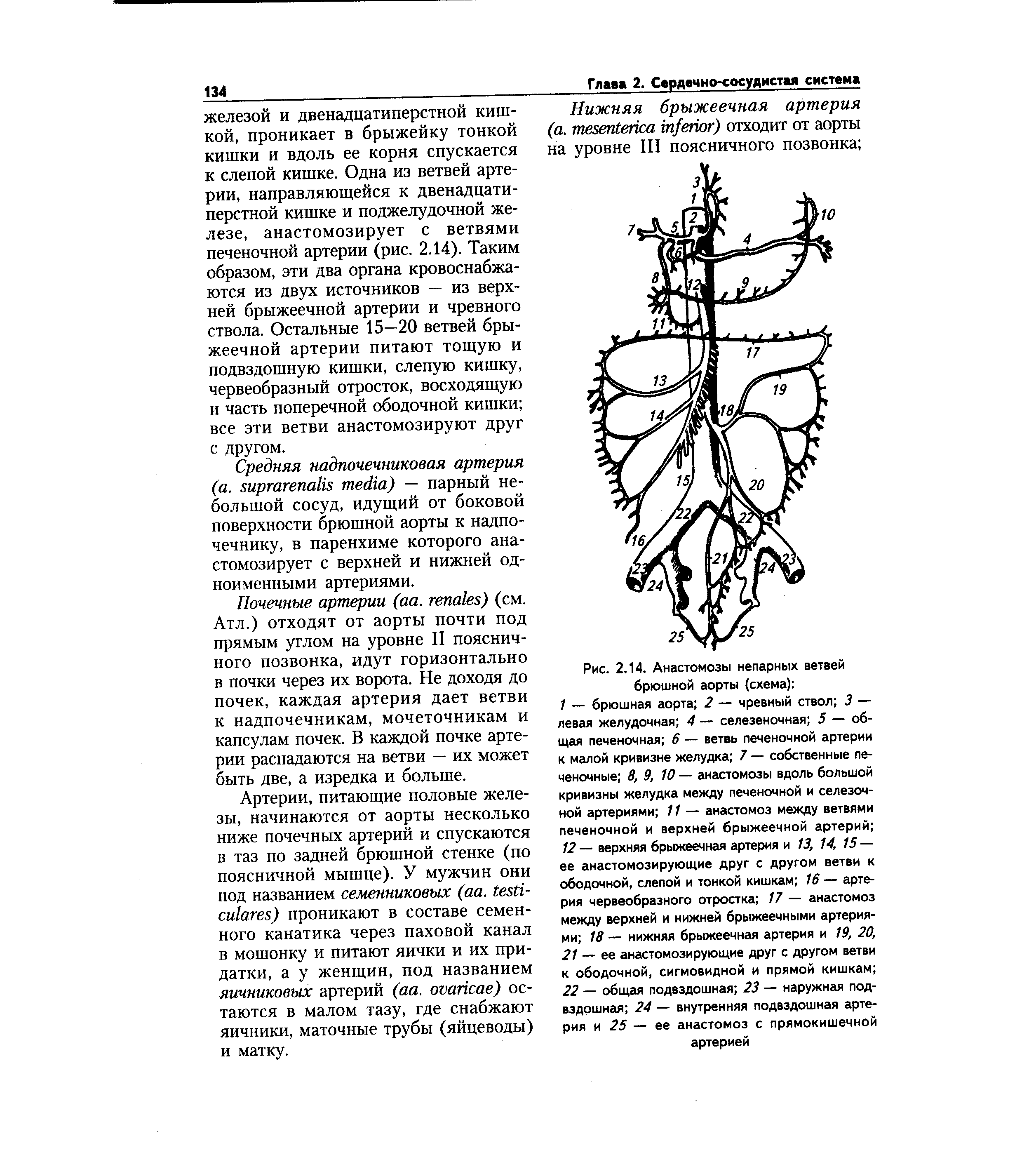 Рис. 2.14. Анастомозы непарных ветвей брюшной аорты (схема) ...