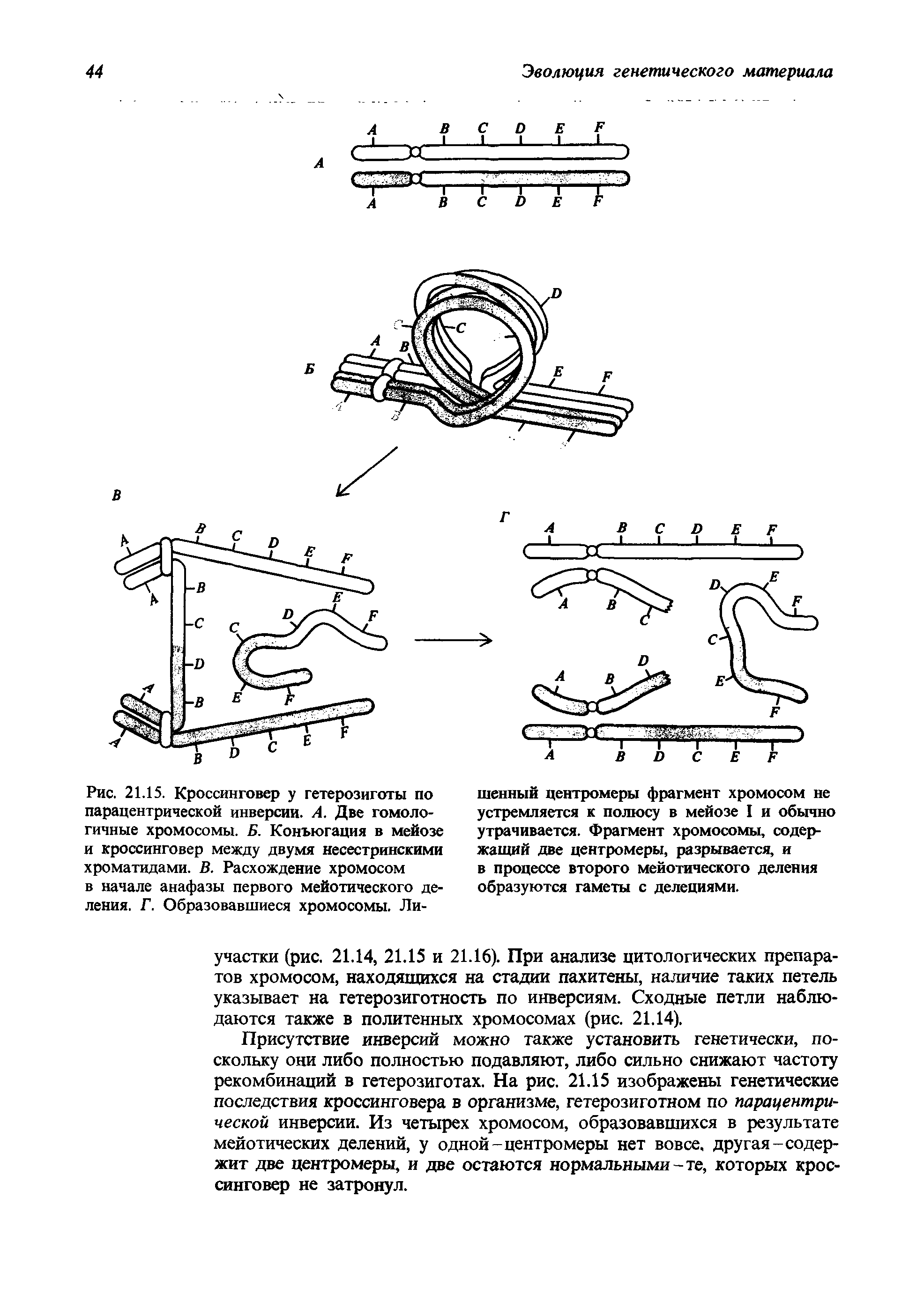 Рис. 21.15. Кроссинговер у гетерозиготы по парацентрической инверсии. А. Две гомологичные хромосомы. Б. Конъюгация в мейозе и кроссинговер между двумя несестринскими хроматидами. В. Расхождение хромосом в начале анафазы первого мейотического деления. Г. Образовавшиеся хромосомы. Ли-...
