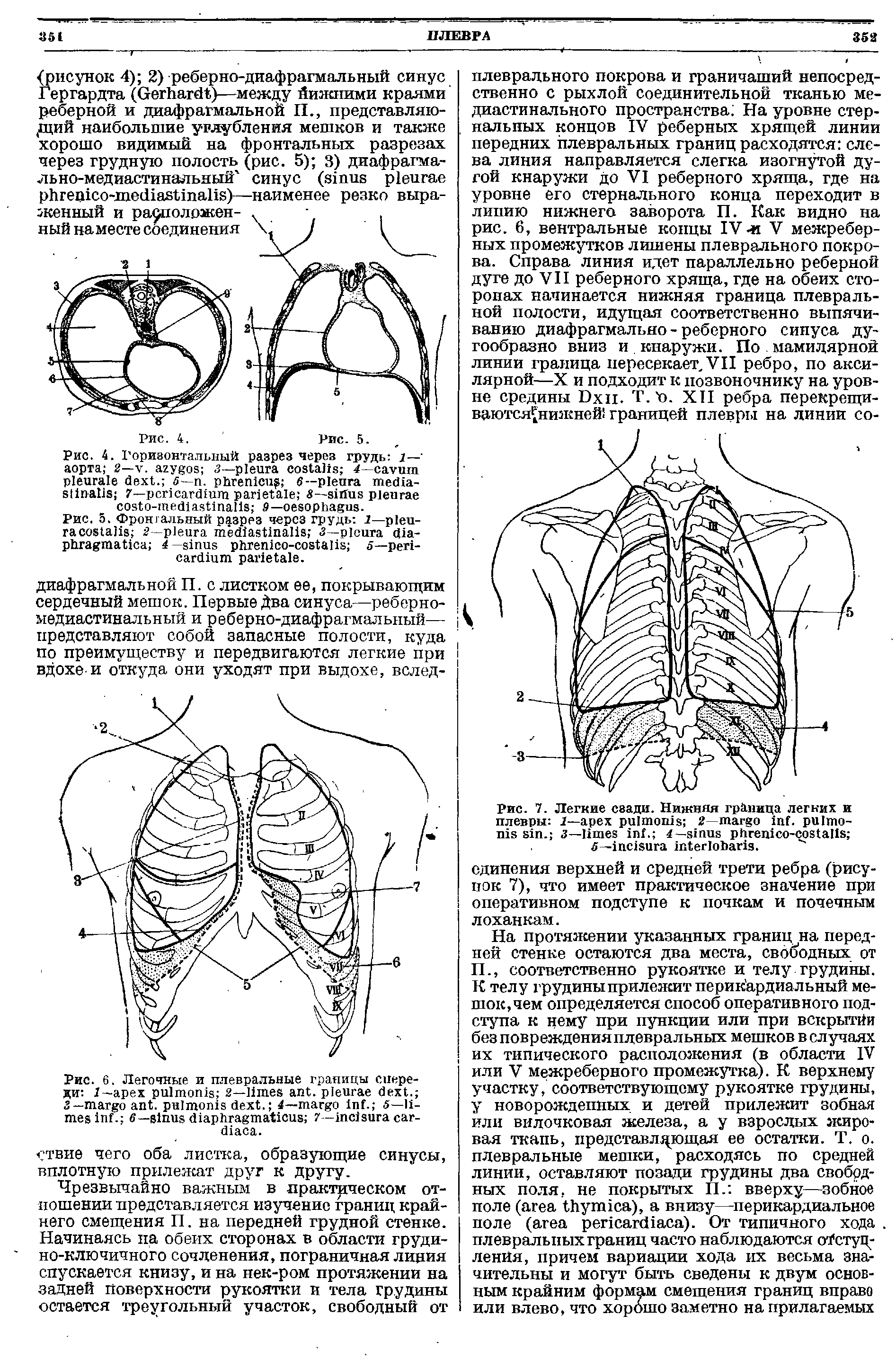 Рис. 7. Легкие свади. Нижняя граница легких и плевры 1— 2— . . 3— . 4— - - .