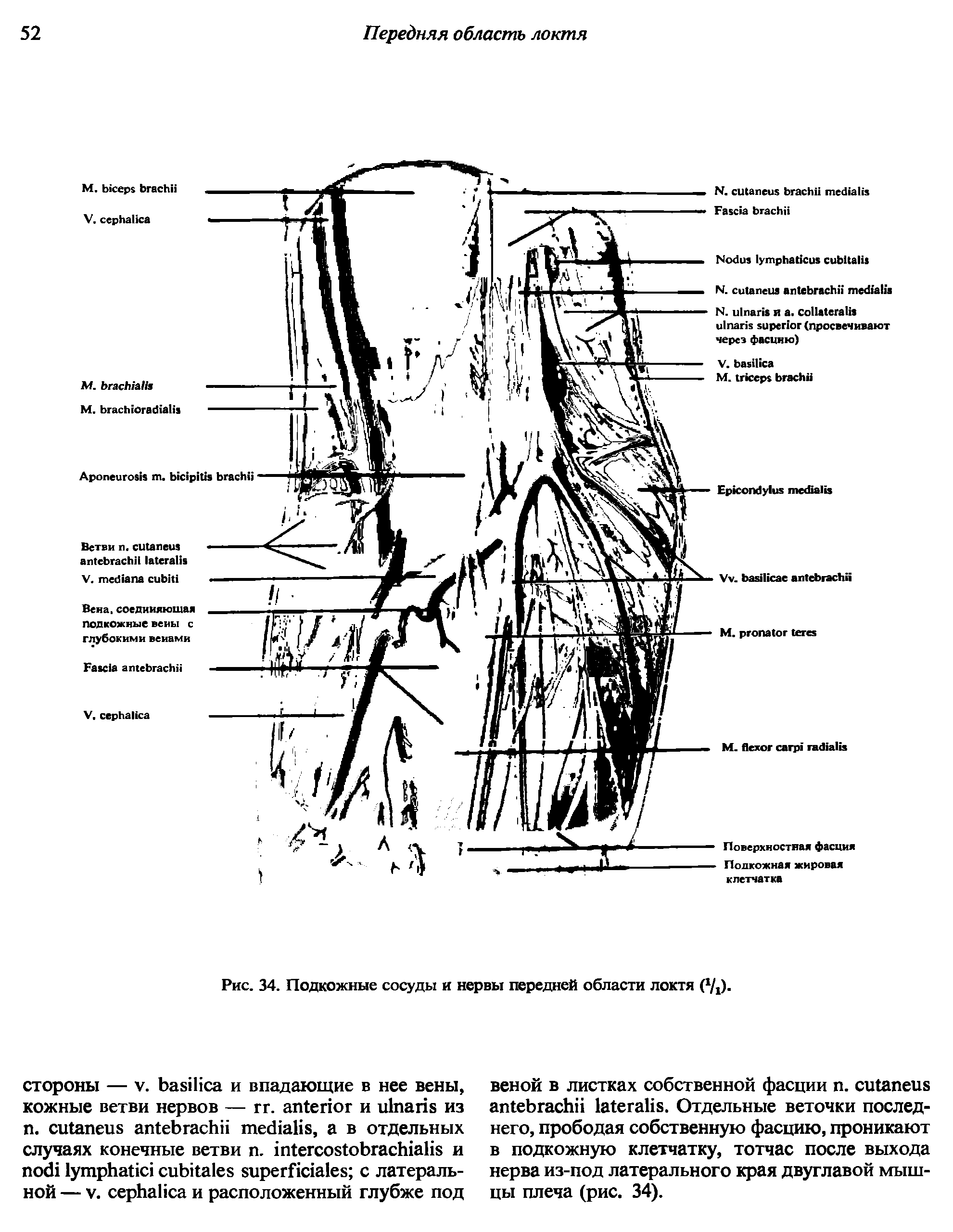 Рис. 34. Подкожные сосуды и нервы передней области локтя (Чд-...