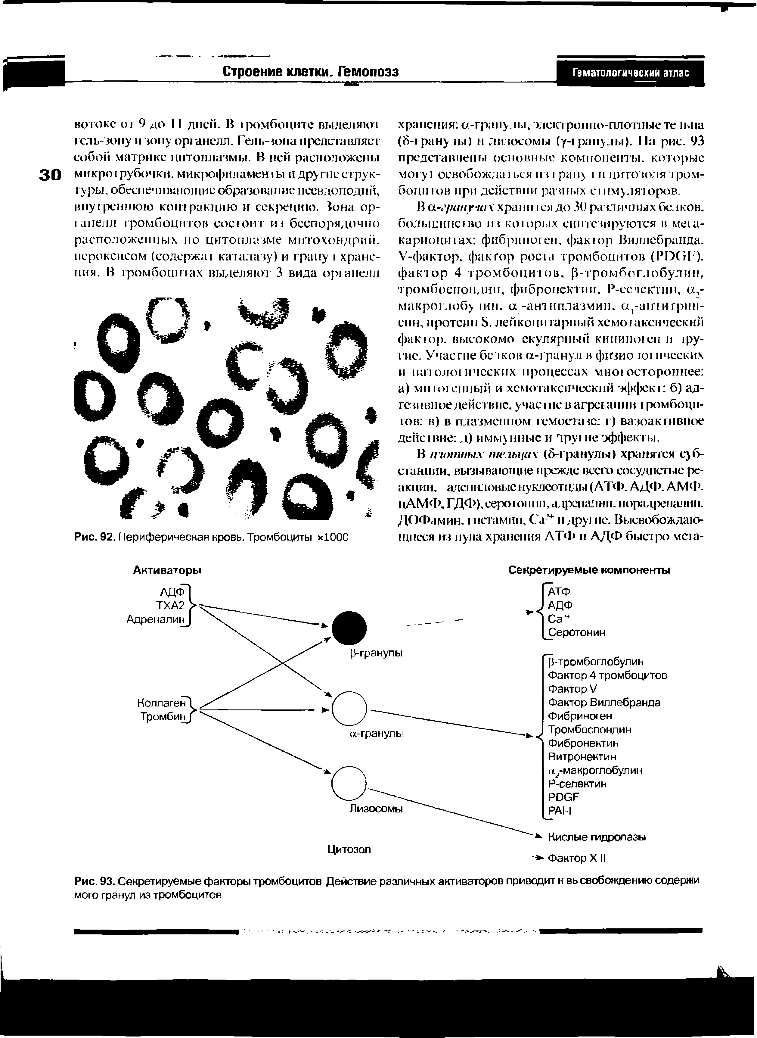 Рис. 93. Секретируемые факторы тромбоцитов Действие различных активаторов приводит к вь свобождению содержи мого гранул из тромбоцитов...