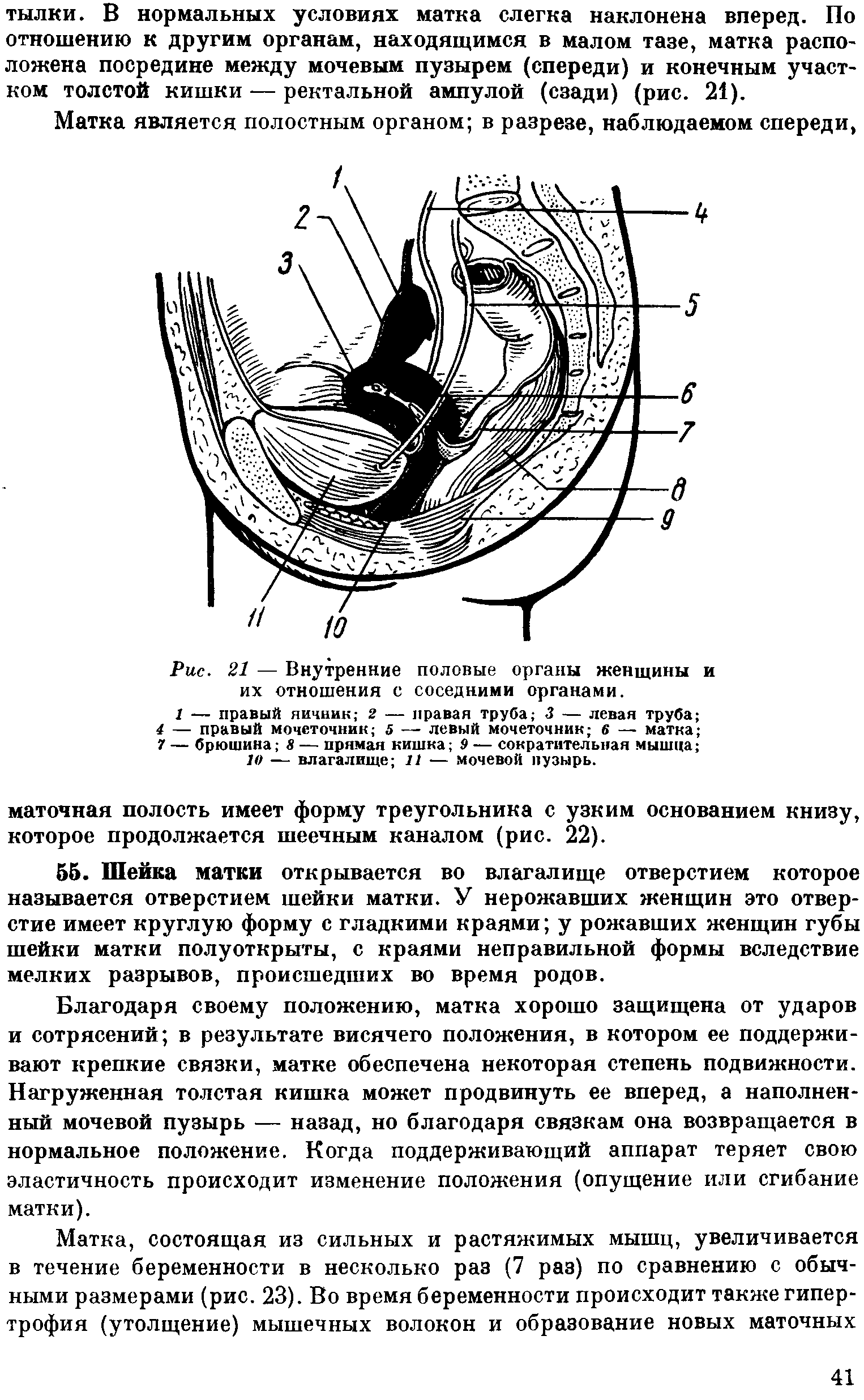 Рис. 21 — Внутренние половые органы женщины и их отношения с соседними органами.