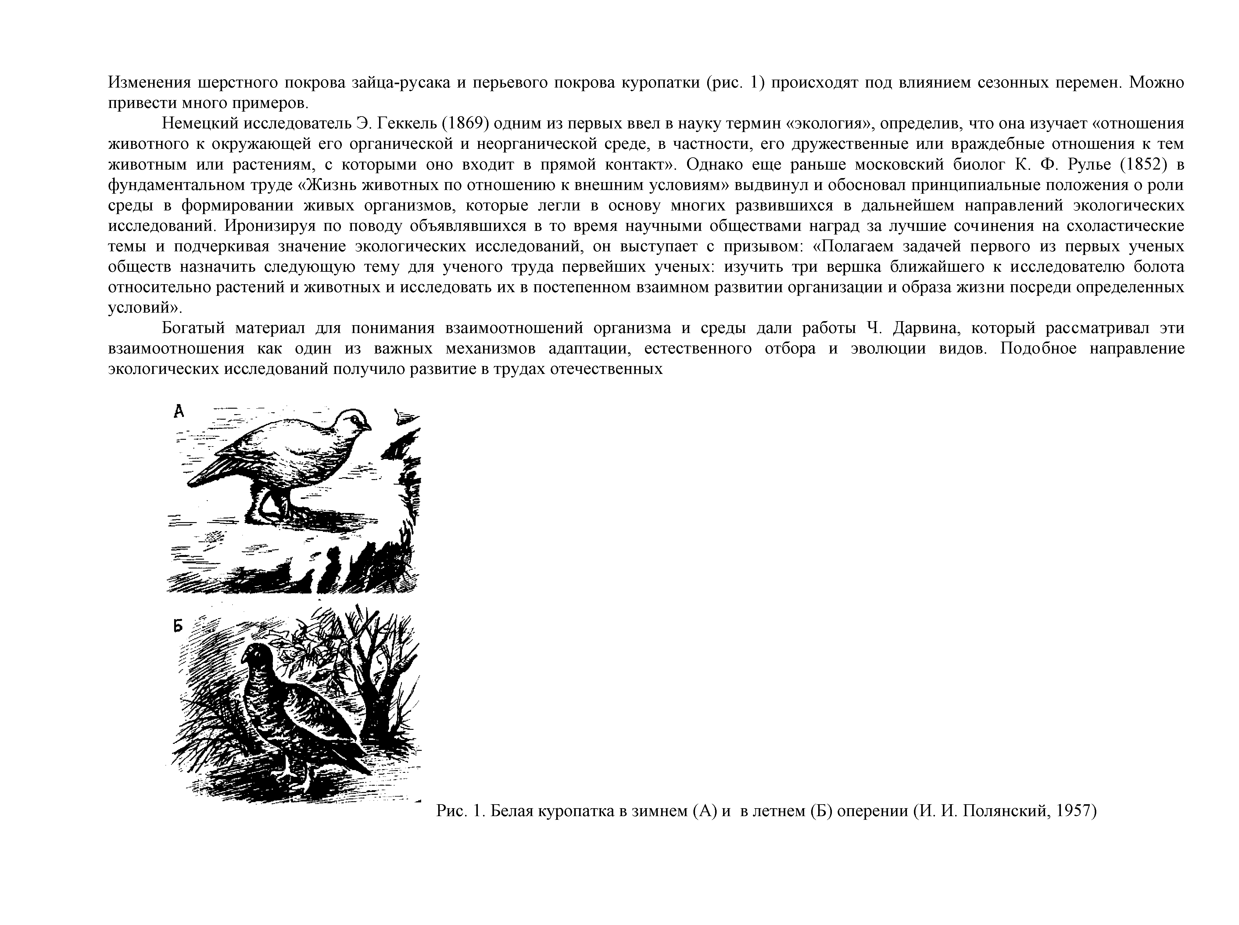 Рис. 1. Белая куропатка в зимнем (А) и в летнем (Б) оперении (И. И. Полянский, 1957)...