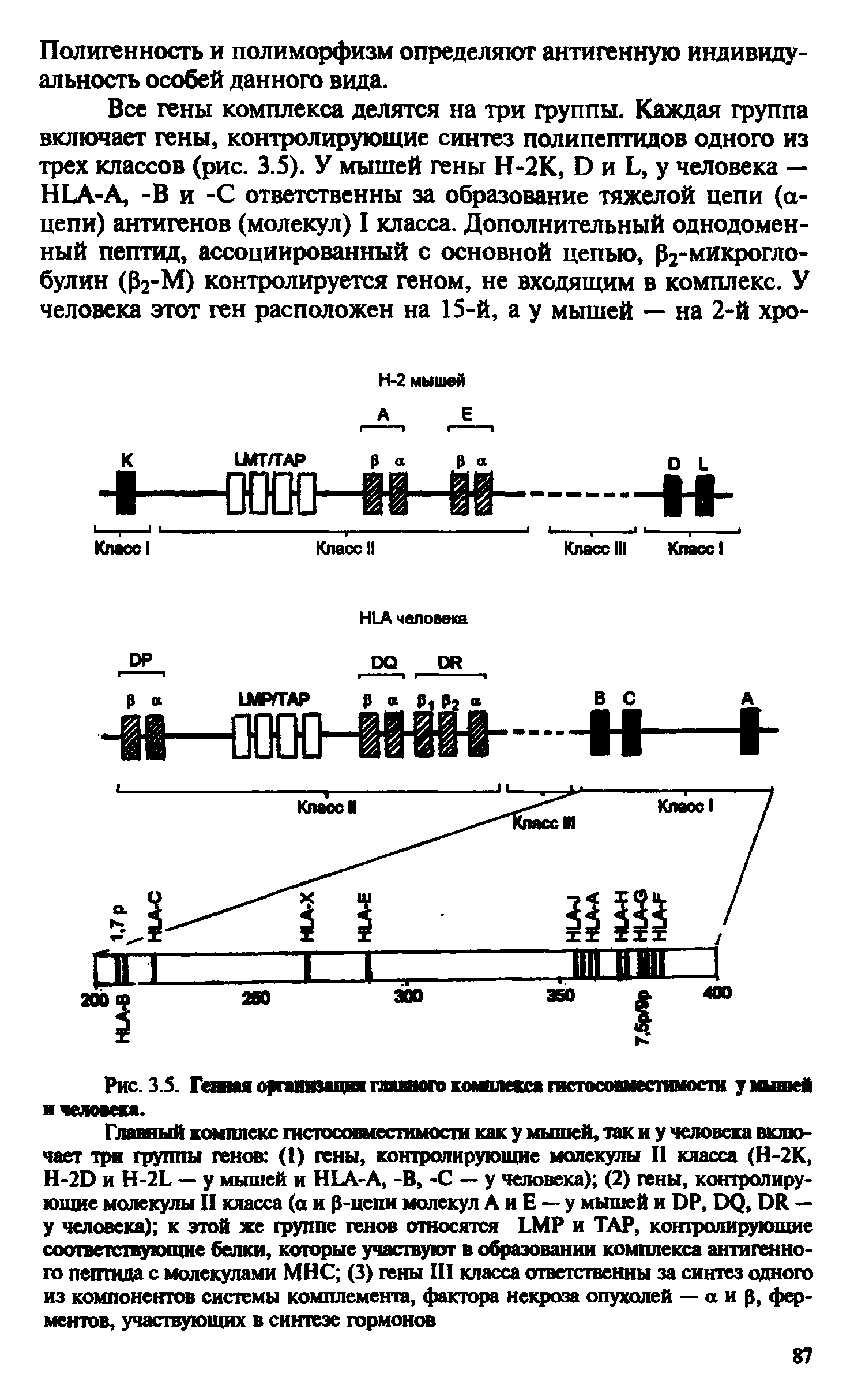 Рис. 3.5. Гешая организация главного комплекса гистосовместимости у мышей и человека.