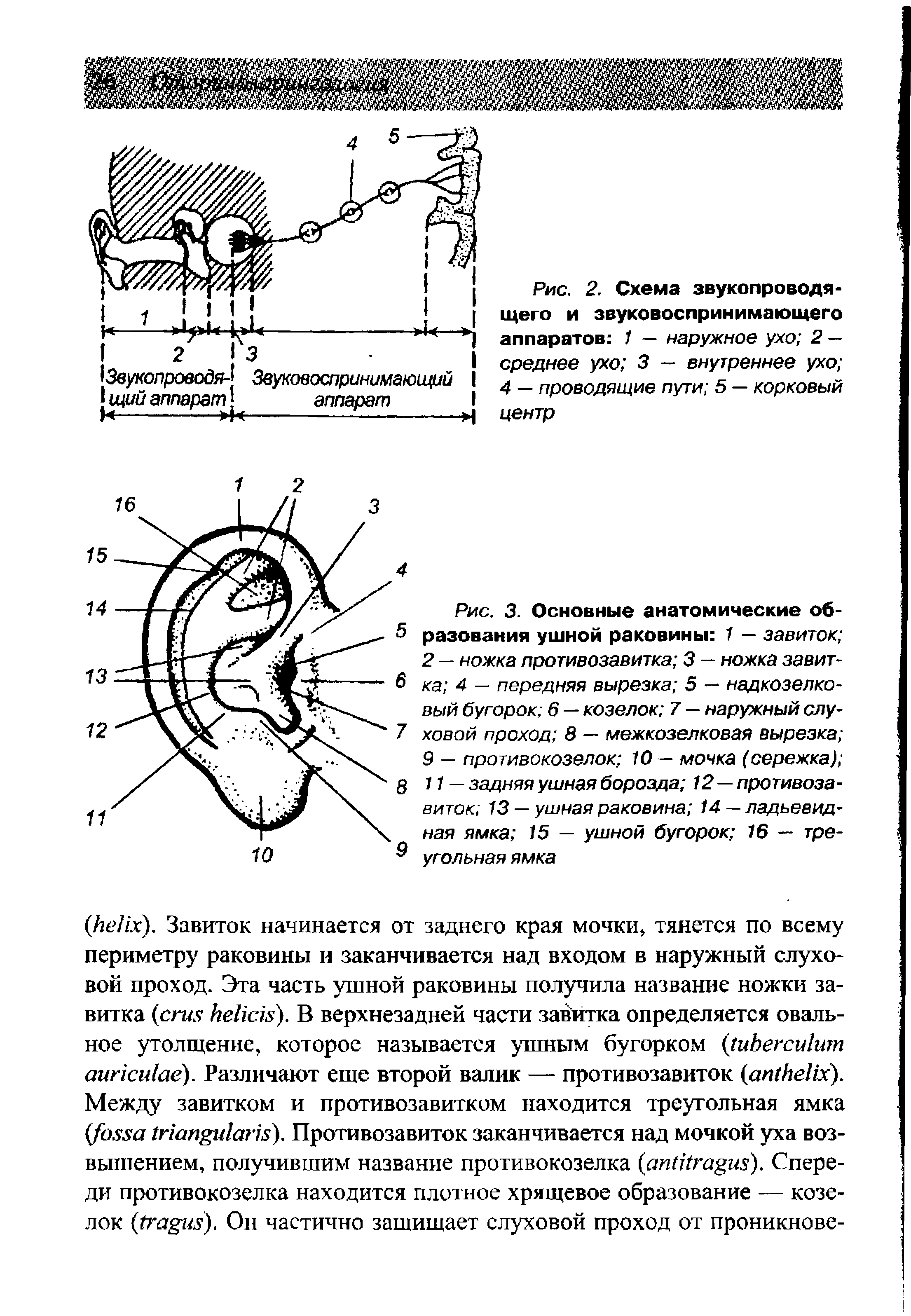 Рис. 3. Основные анатомические образования ушной раковины 1 — завиток 2 - ножка противозавитка 3 — ножка завитка 4 — передняя вырезка 5 — надкозелко-вый бугорок 6 — козелок 7 — наружный слуховой проход в — межкозелковая вырезка 9 — противокозелок 10 — мочка (сережка) 11 — задняя ушная борозда 12 — противозавиток 13 — ушная раковина 14 — ладьевидная ямка 15 — ушной бугорок 16 — треугольная ямка...