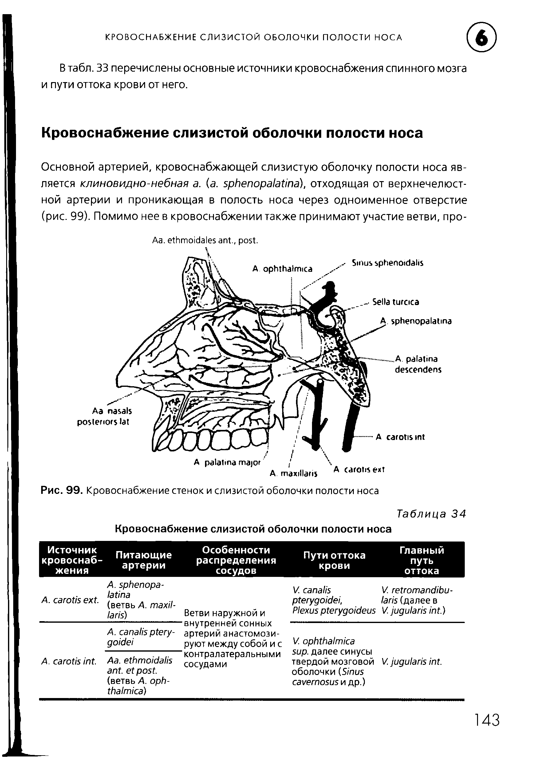 Рис. 99. Кровоснабжение стенок и слизистой оболочки полости носа...