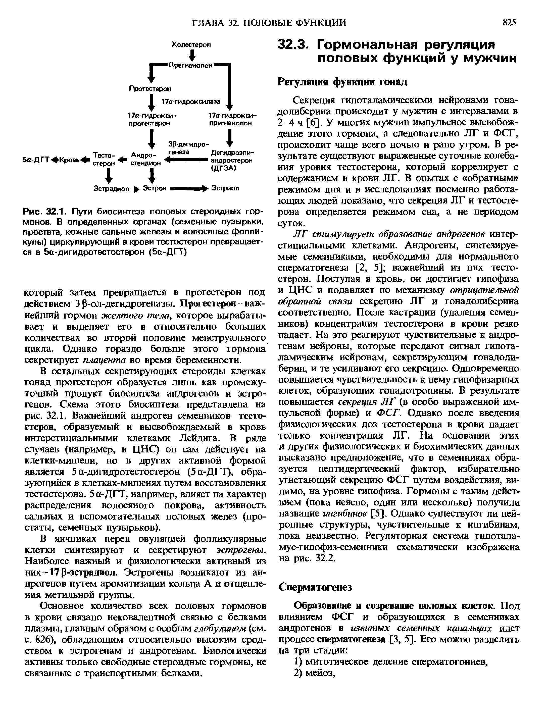 Рис. 32.1. Пути биосинтеза половых стероидных гормонов. В определенных органах (семенные пузырьки, проствта, кожные сальные железы и волосяные фолликулы) циркулирующий в крови тестостерон превращается в 5а-ди гидротестостерон (5а-ДГТ)...