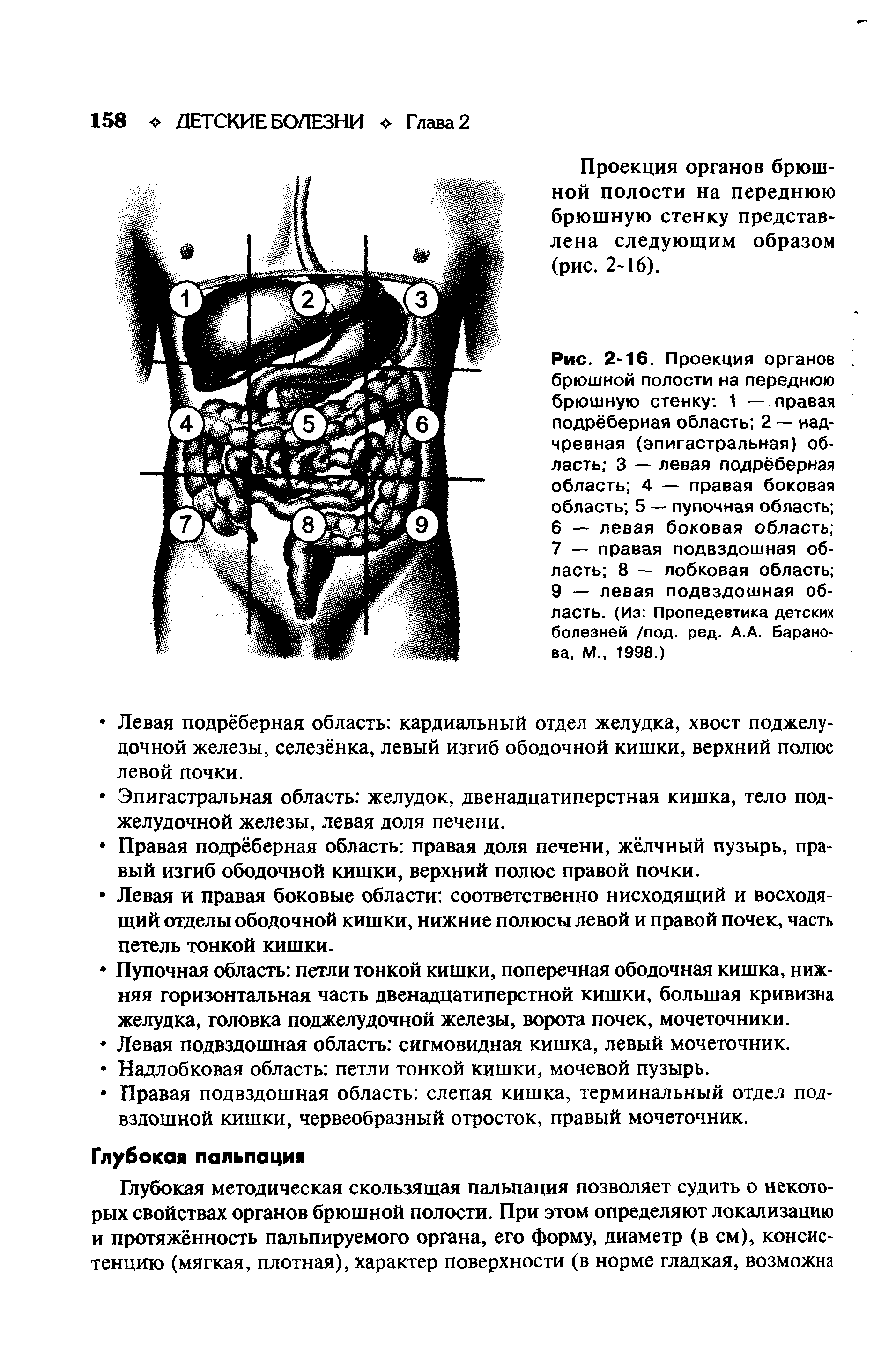 Рис. 2-16. Проекция органов брюшной полости на переднюю брюшную стенку 1 — правая подрёберная область 2 — надчревная (эпигастральная) область 3 — левая подрёберная область 4 — правая боковая область 5 — пупочная область ...