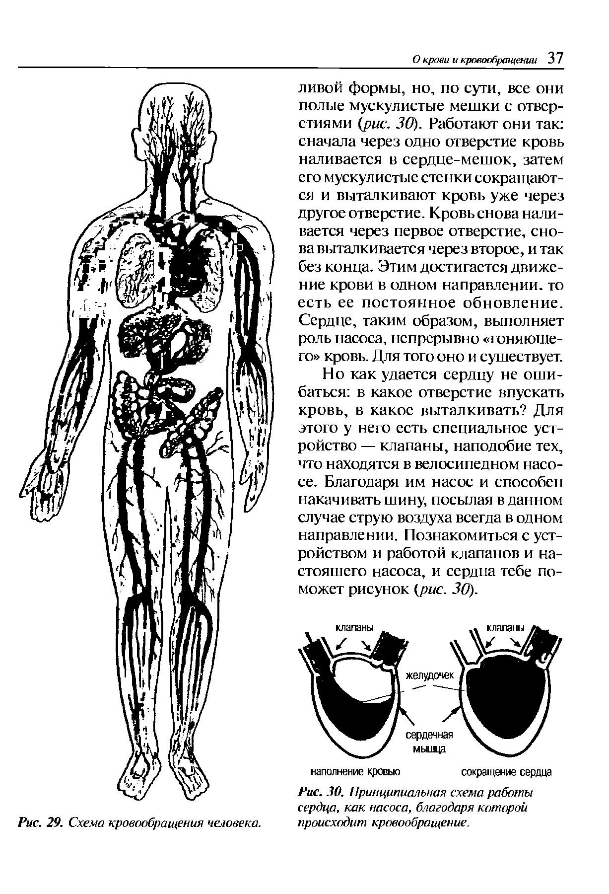 Рис. 30. Принципиальная схема работы сердца, как насоса, благодаря которой происходит кровообращение.