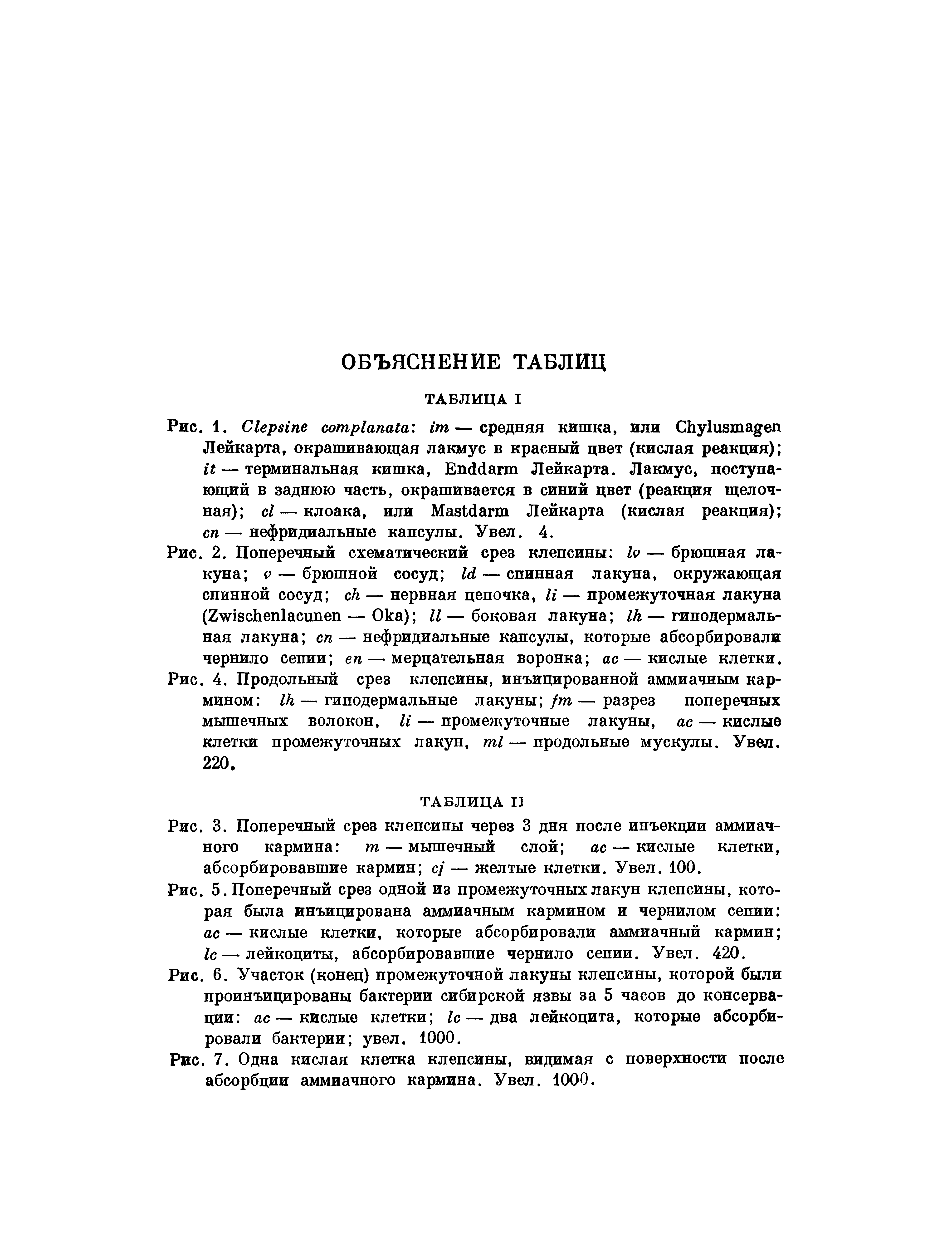 Рис. 4. Продольный срез клепсины, инъицированной аммиачным кармином — гиподермальные лакуны —разрез поперечных мышечных волокон, U — промежуточные лакуны, ас — кислые клетки промежуточных лакун, — продольные мускулы. Увел. 220.