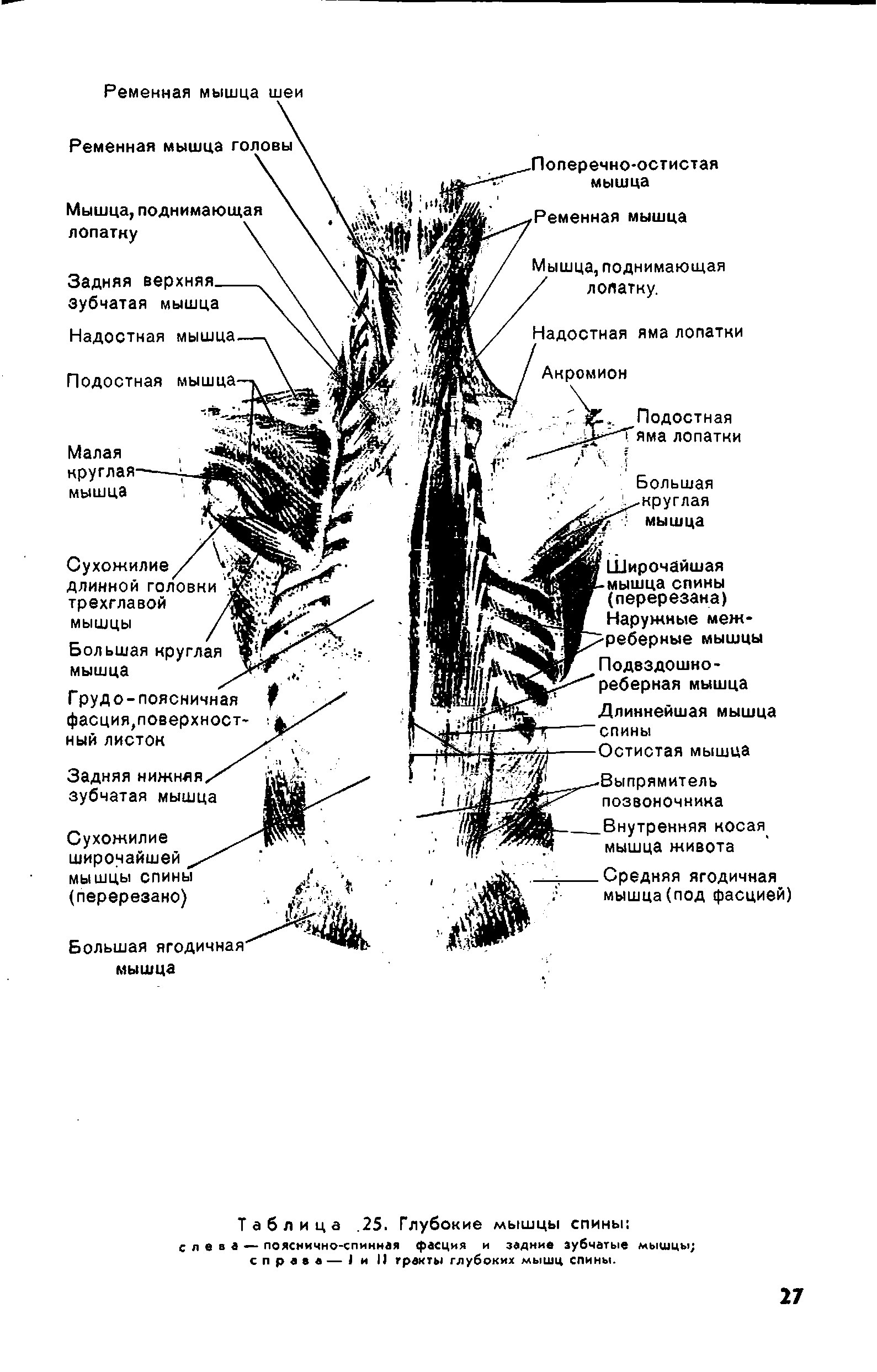 Таблица. 25. Глубокие мышцы спины слева— пояснично-спинная фасция и задние зубчатые мышцы справа — 1 и II тракты глубоких мышц спины.