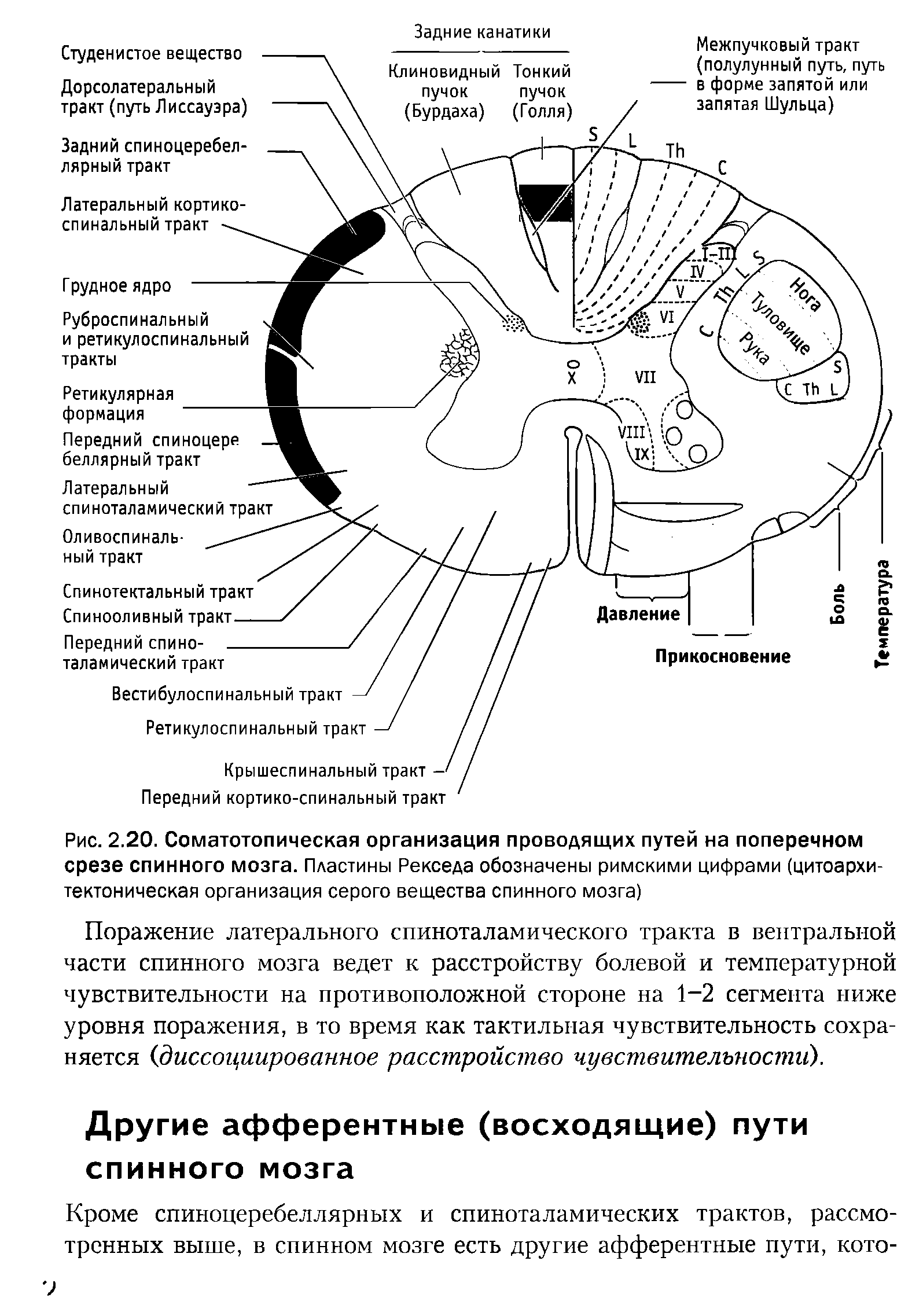 Рис. 2.20. Соматотопическая организация проводящих путей на поперечном срезе спинного мозга. Пластины Рекседа обозначены римскими цифрами (цитоархи-тектоническая организация серого вещества спинного мозга)...