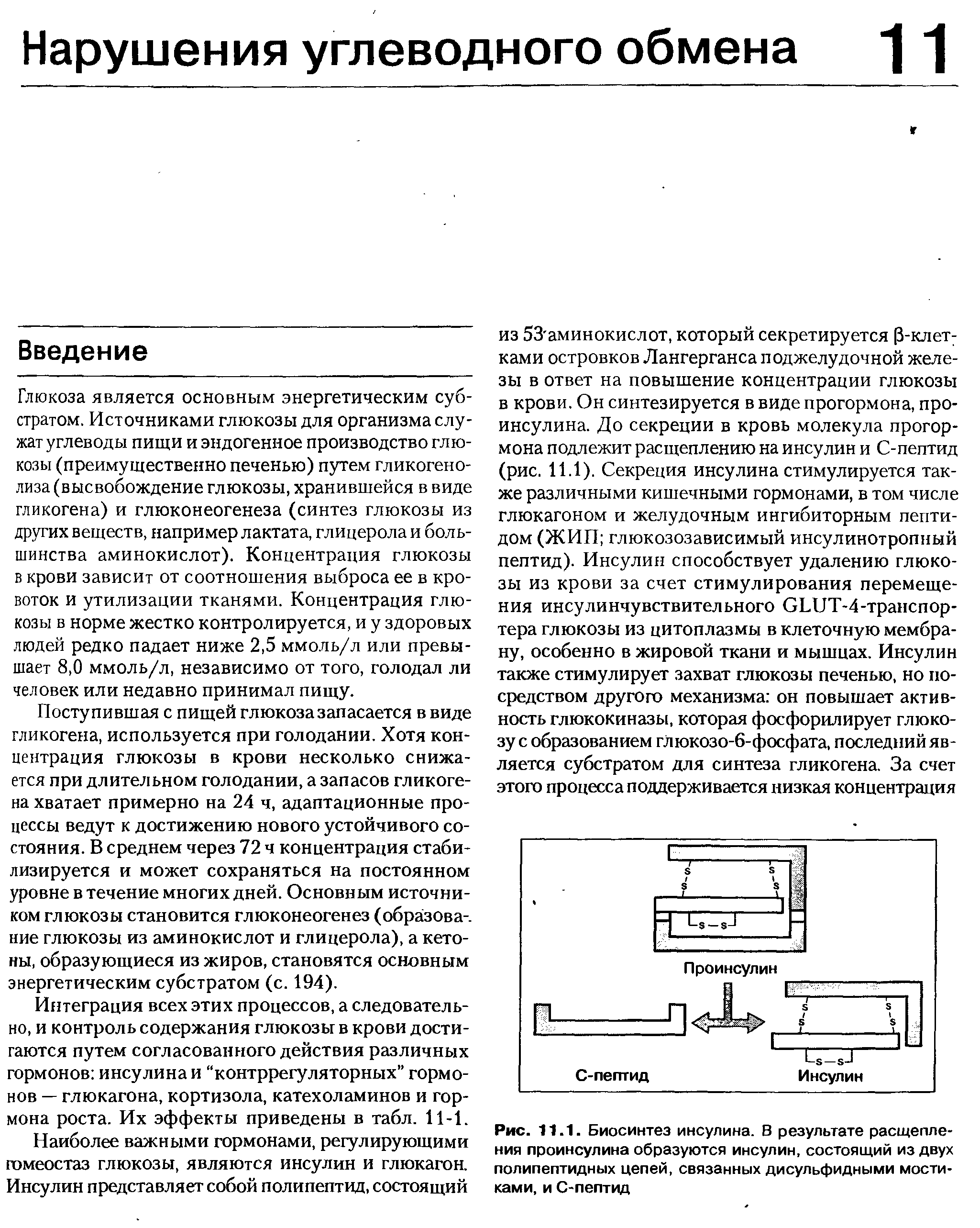 Рис. 11.1. Биосинтез инсулина. В результате расщепления проинсулина образуются инсулин, состоящий из двух полипептидных цепей, связанных дисульфидными мостиками, и С-пептид...