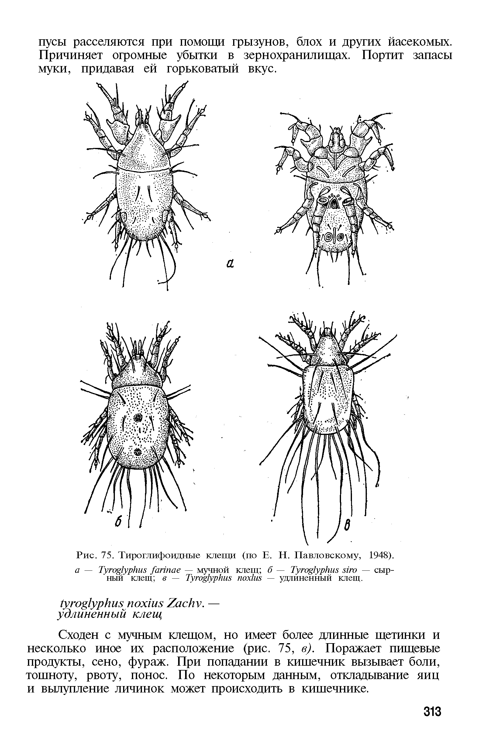 Рис. 75. Тироглифоидные клещи (по Е. Н. Павловскому, 1948). а — T — мучной клещ б — T — сырный клещ в — T — удлиненный клещ.