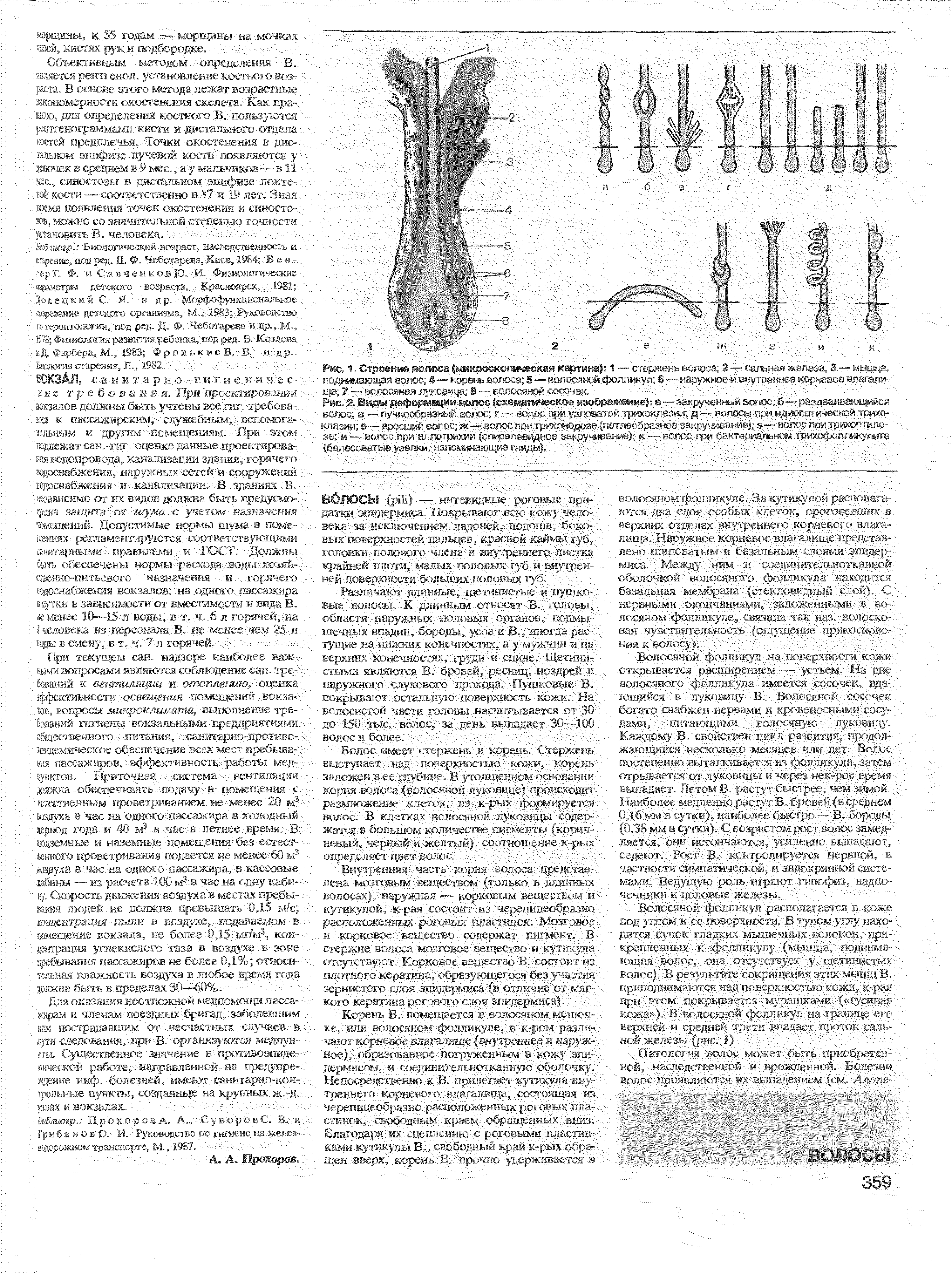 Рис. 1. Строение волоса (микроскопическая картина) 1 — стержень волоса 2 — сальная железа 3 —мышца, поднимающая волос 4—корень волоса 5 — волосяной фолликул 6 — наружное и внутоеннее корневое влагалище 7адволосяная луковица В — волосяной с > е .