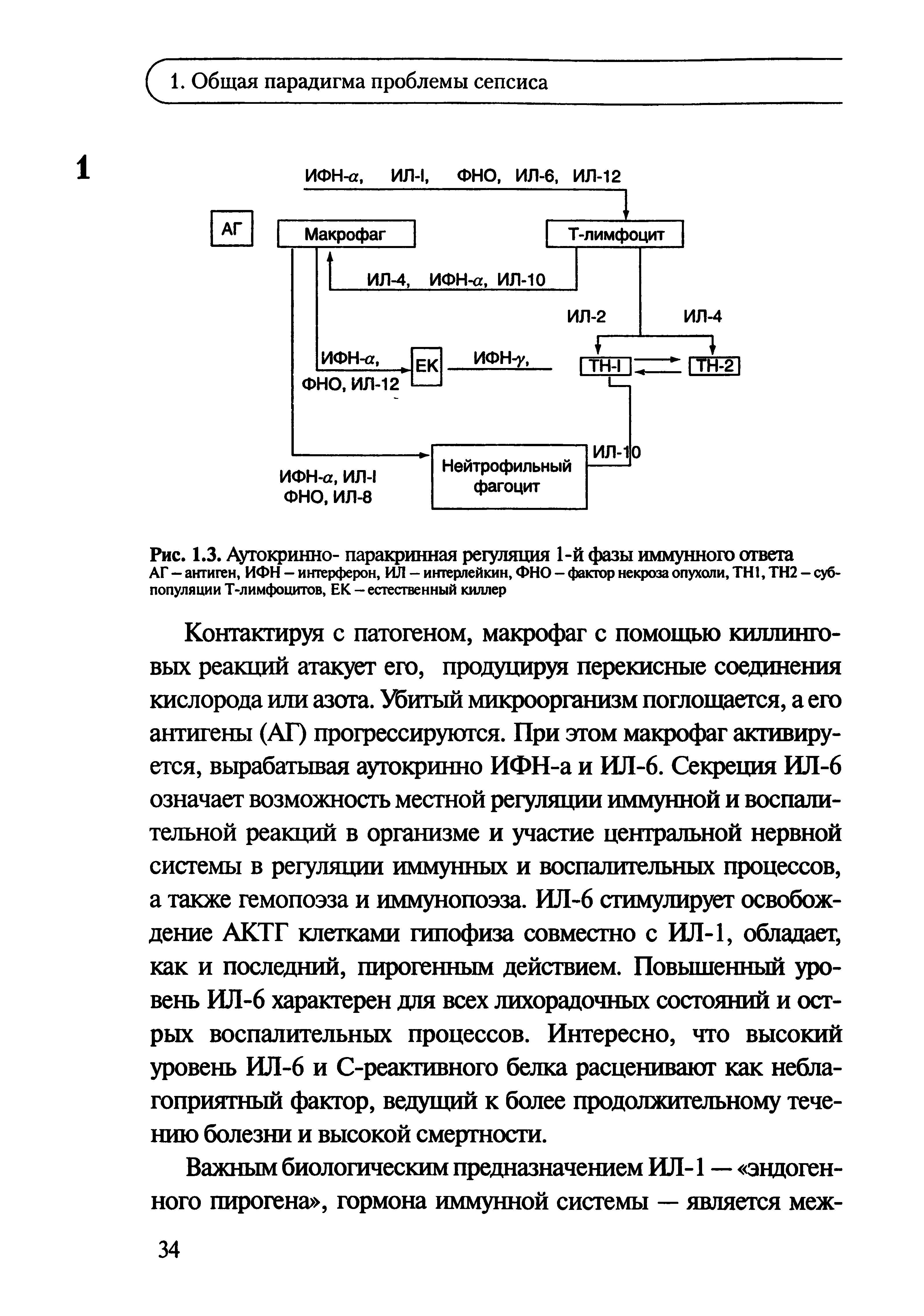 Рис. 1.3. Аутокринно- паракринная регуляция 1-й фазы иммунного ответа АГ — антиген, ИФН - интерферон, ИЛ - интерлейкин, ФНО - фактор некроза опухоли, ТН1, ТН2 - субпопуляции Т-лимфоцитов, ЕК — естественный киллер...