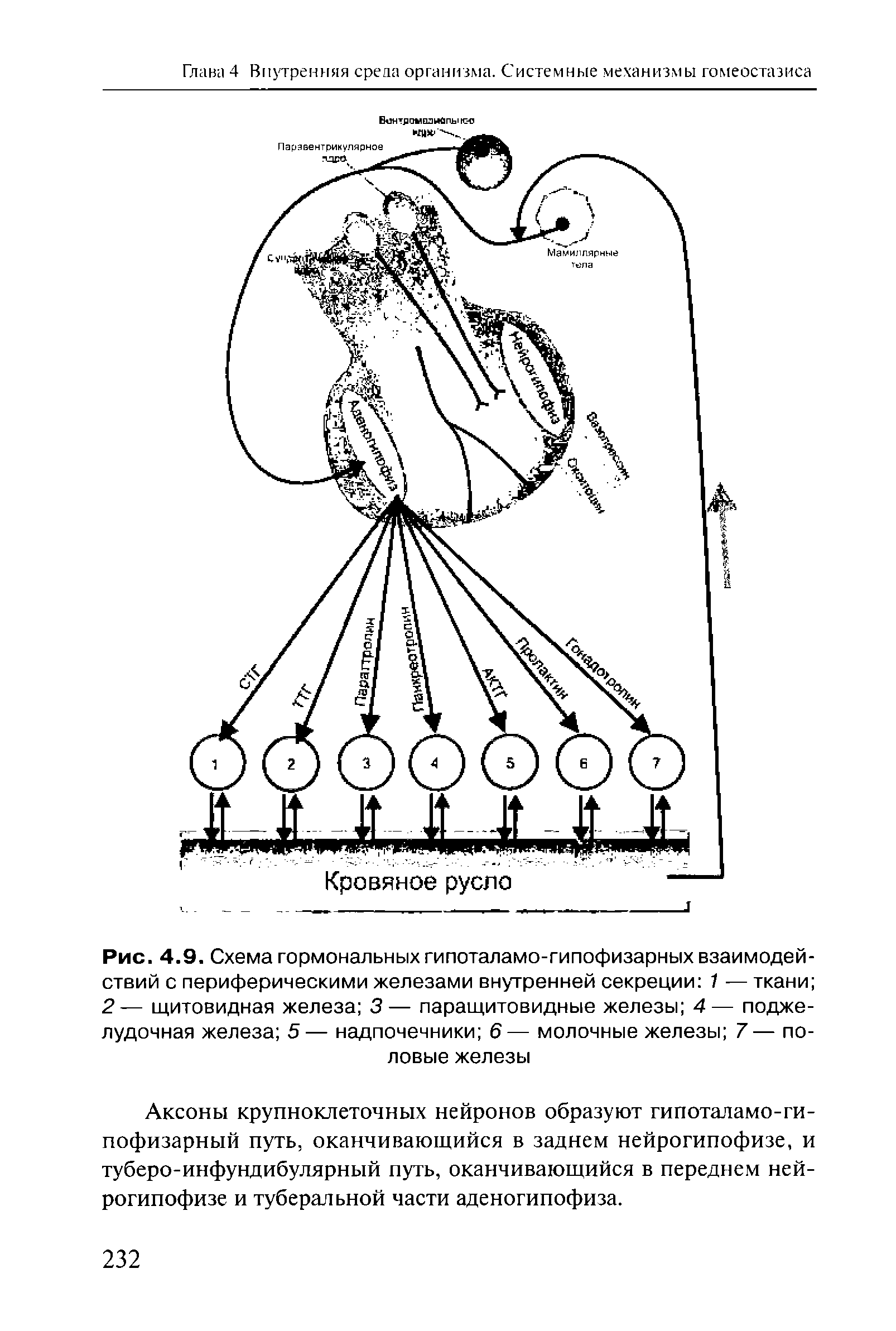 Рис. 4.9. Схема гормональных гипоталамо-гипофизарных взаимодействий с периферическими железами внутренней секреции 1 — ткани 2— щитовидная железа 3— паращитовидные железы 4— поджелудочная железа 5— надпочечники 6— молочные железы 7— половые железы...