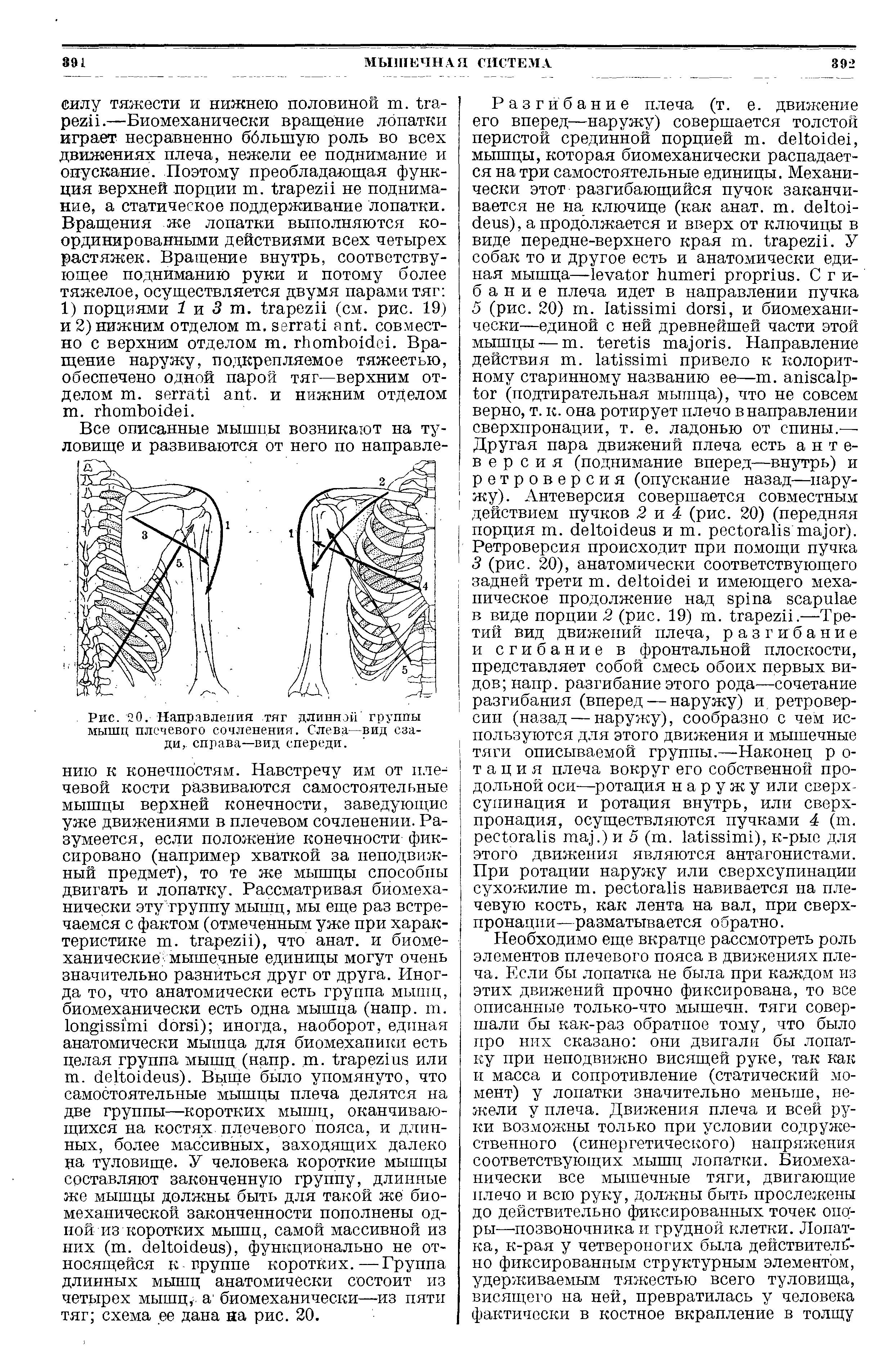 Рис. 20. Направления тяг длинной группы мышц плечевого сочленения. Слева—вид сзади,. справа—вид спереди.