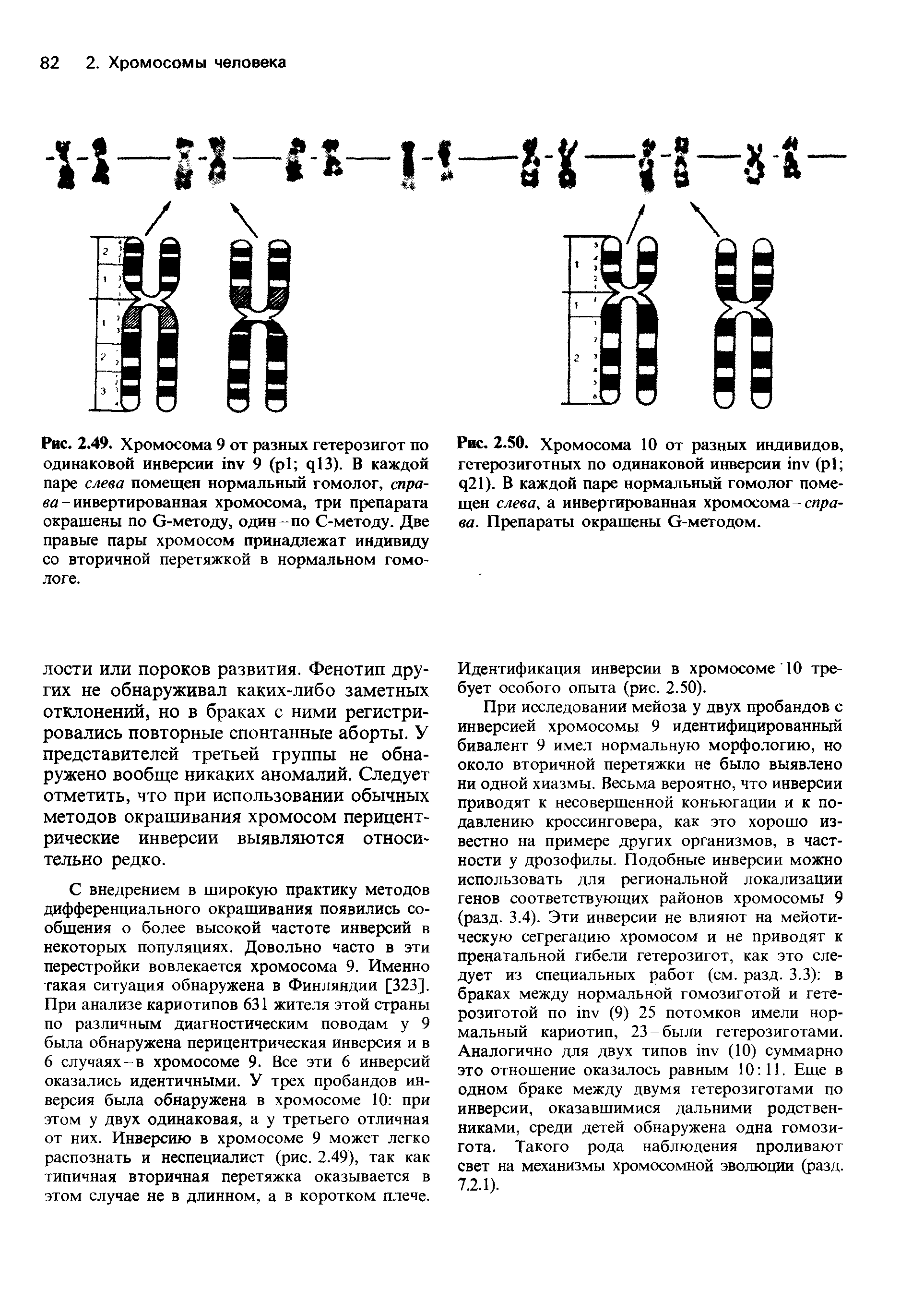 Рис. 2.50. Хромосома 10 от разных индивидов, гетерозиготных по одинаковой инверсии пу (р1 ц21). В каждой паре нормальный гомолог помещен слева, а инвертированная хромосома-справа. Препараты окрашены О-методом.