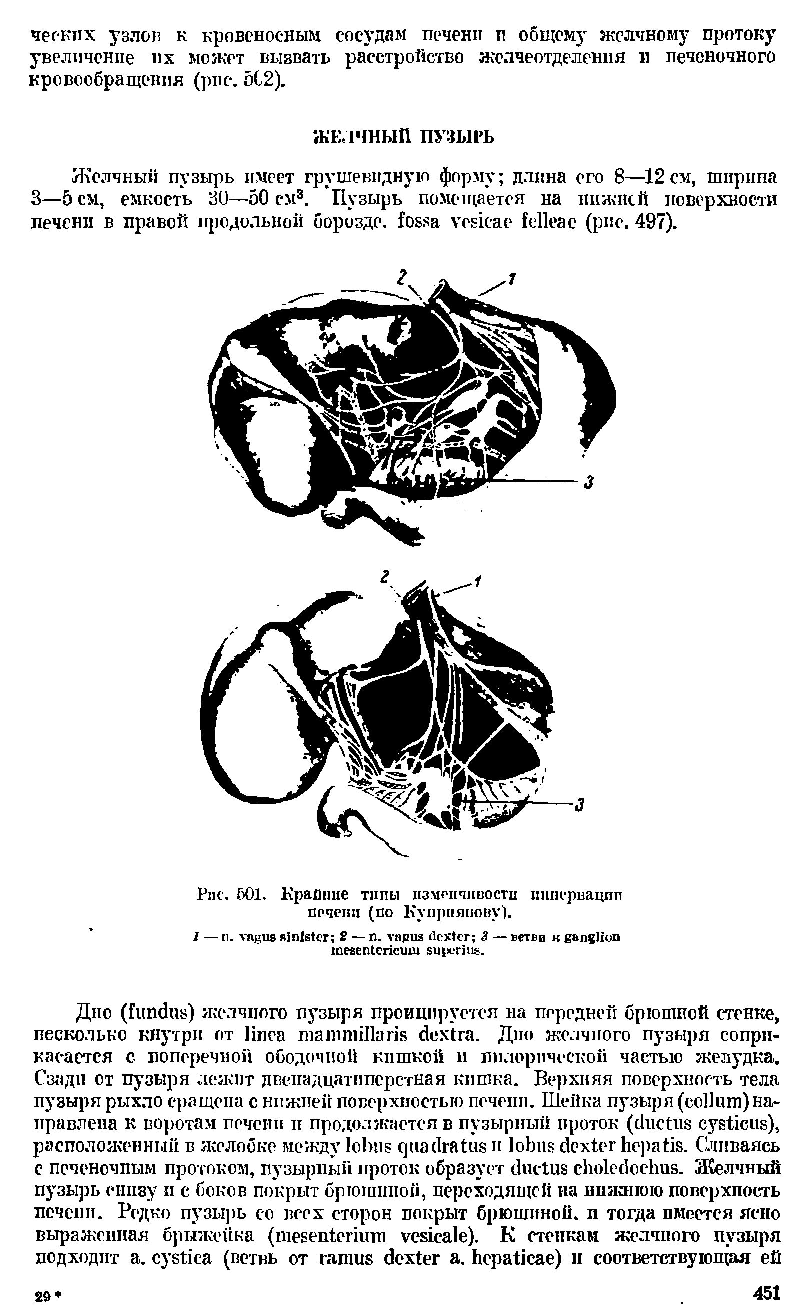 Рис. 501. Крайние типы изменчивости иннервации печени (по Куприянову).