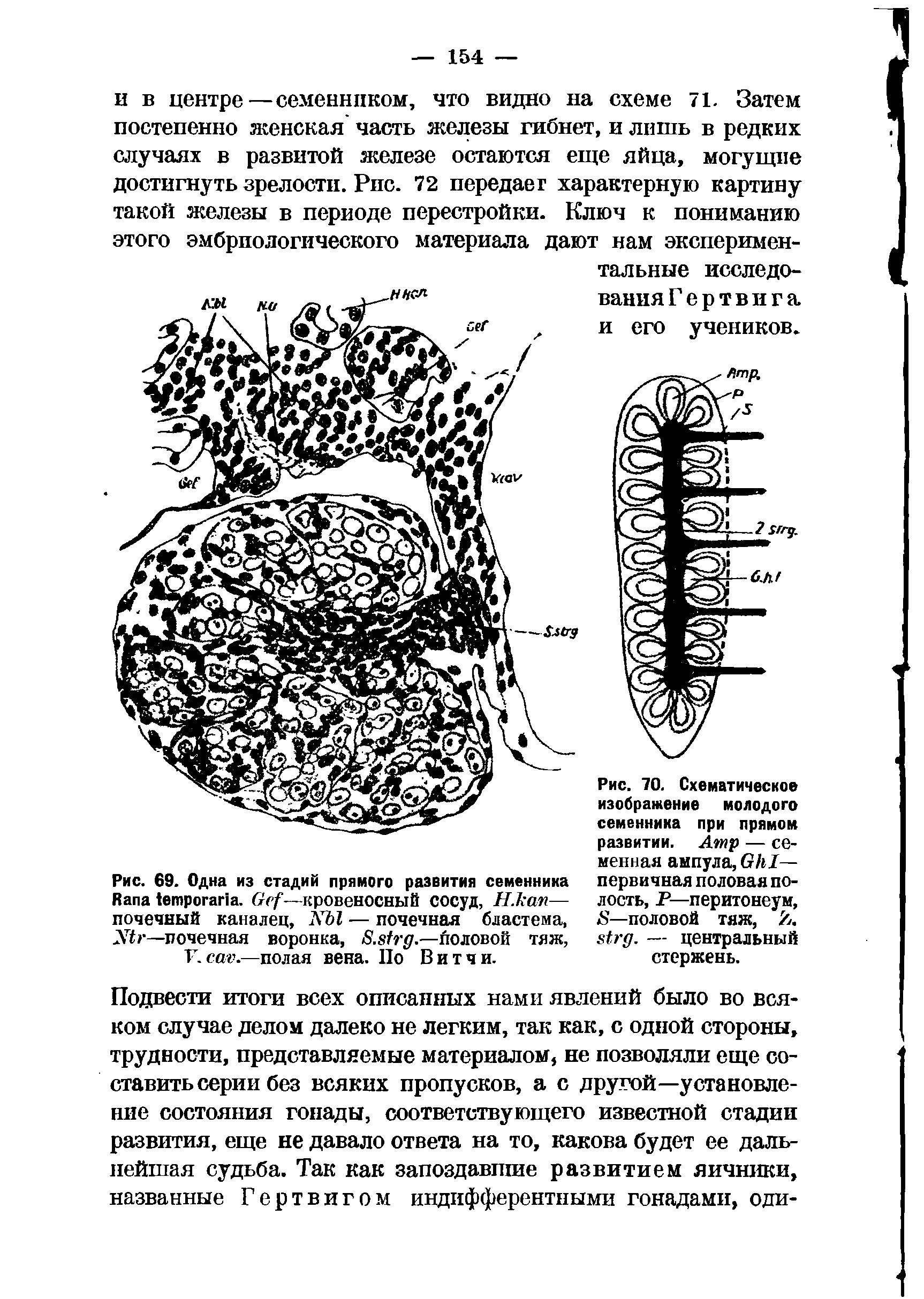 Рис. 69. Одна из стадий прямого развития семеннииа R . G —кровеносный сосуд, Н.кап— почечный каналец, N — почечная бластема, N —почечная воронка, S. .—половой тяж, V. .—полая вена. По Витчи.