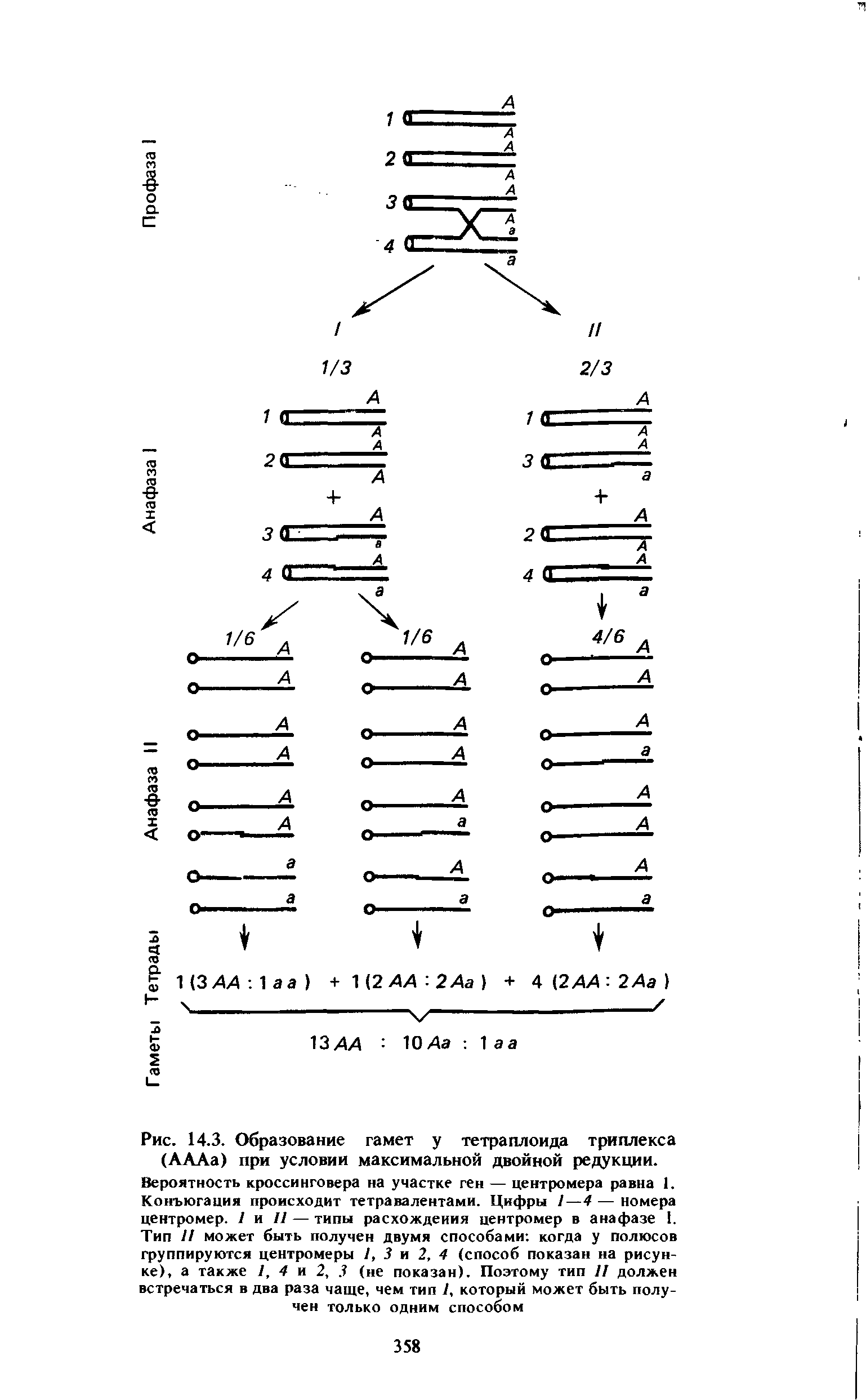 Рис. 14.3. Образование гамет у тетраплоида триплекса (АААа) при условии максимальной двойной редукции.