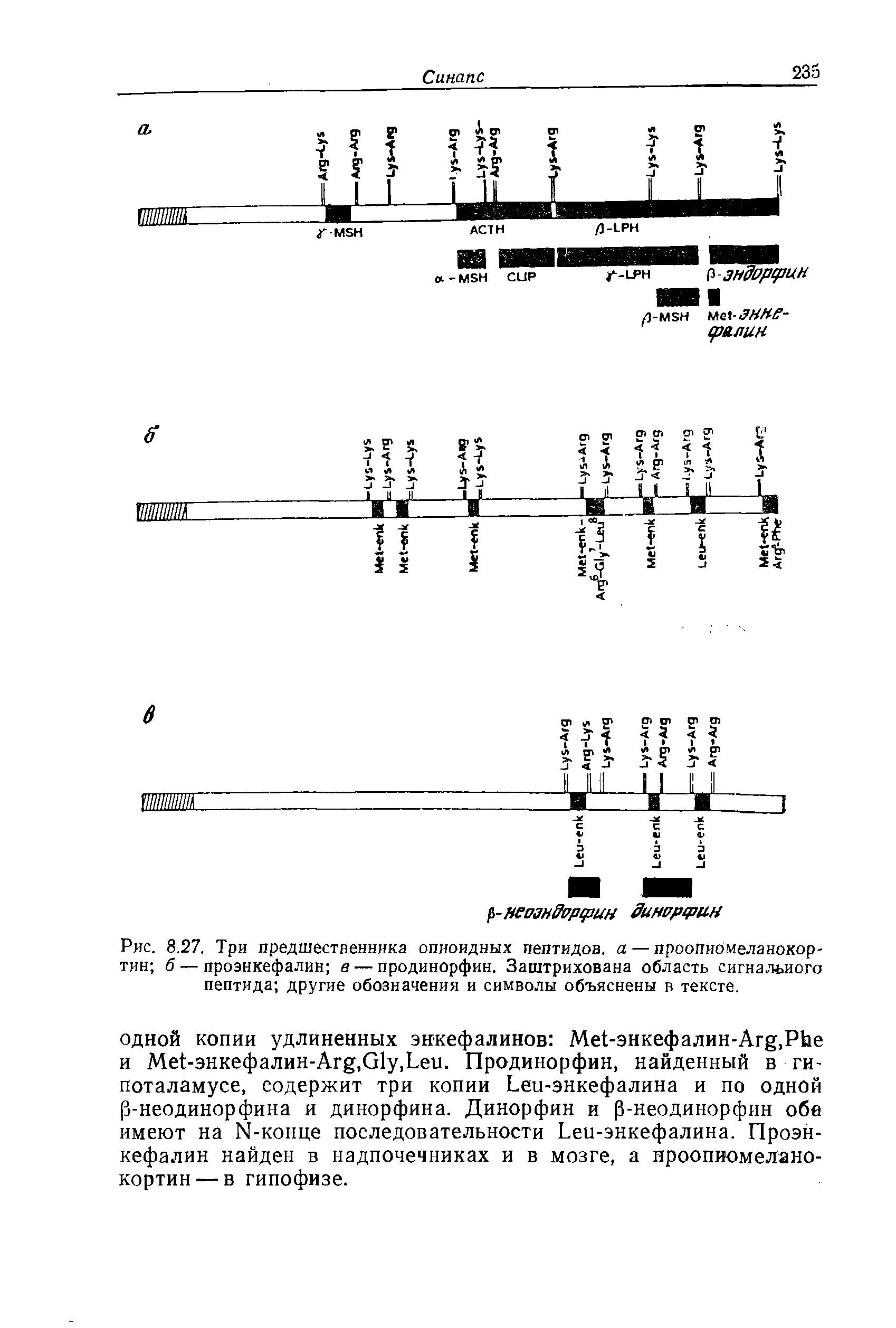 Рис. 8.27. Три предшественника опиоидных пептидов, а — проопибмеланокор-тин б — проэнкефалин в — продинорфин. Заштрихована область сигнального пептида другие обозначения и символы объяснены в тексте.