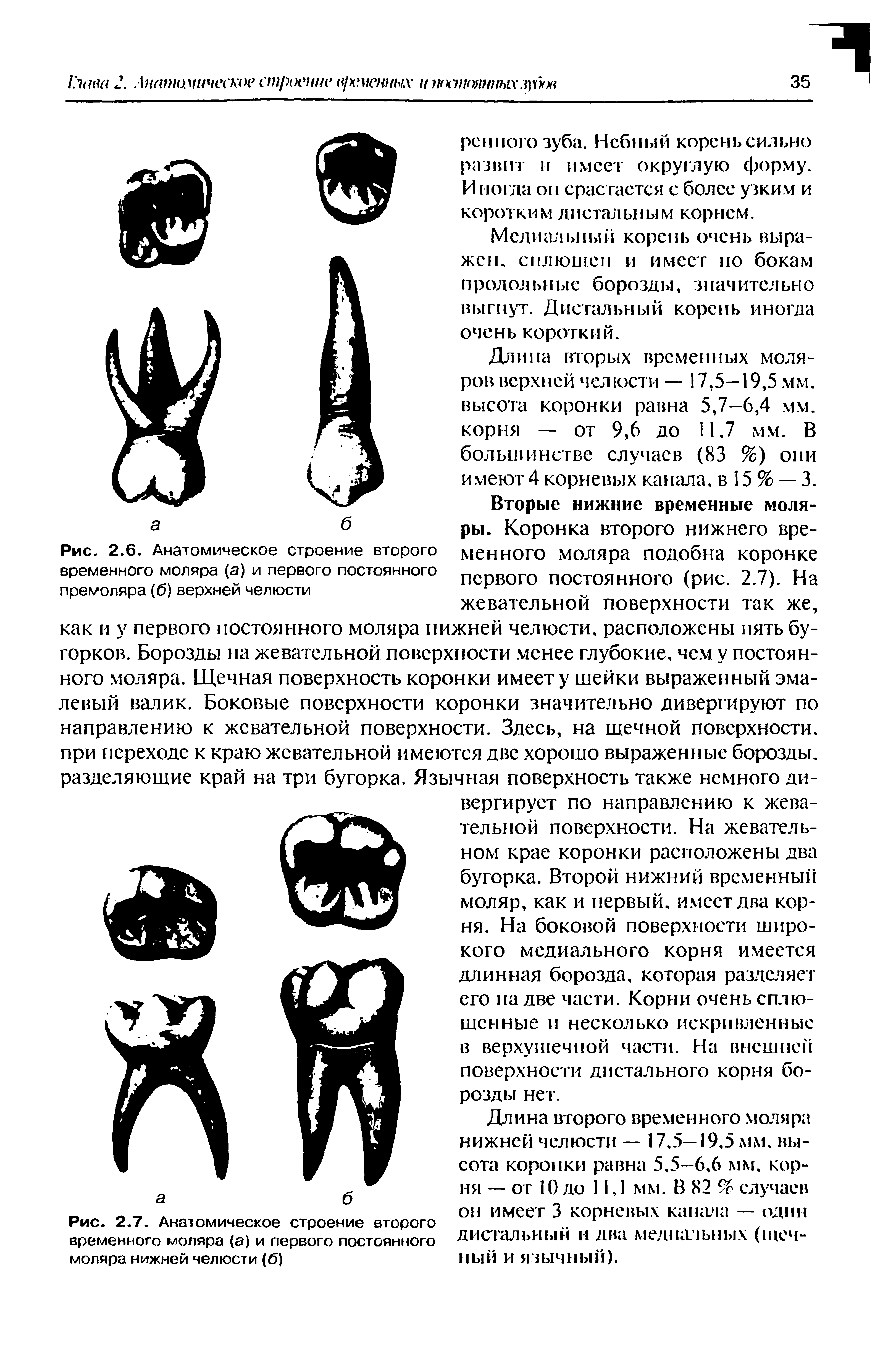 Рис. 2.7. Анатомическое строение второго временного моляра (а) и первого постоянного моляра нижней челюсти (б)...