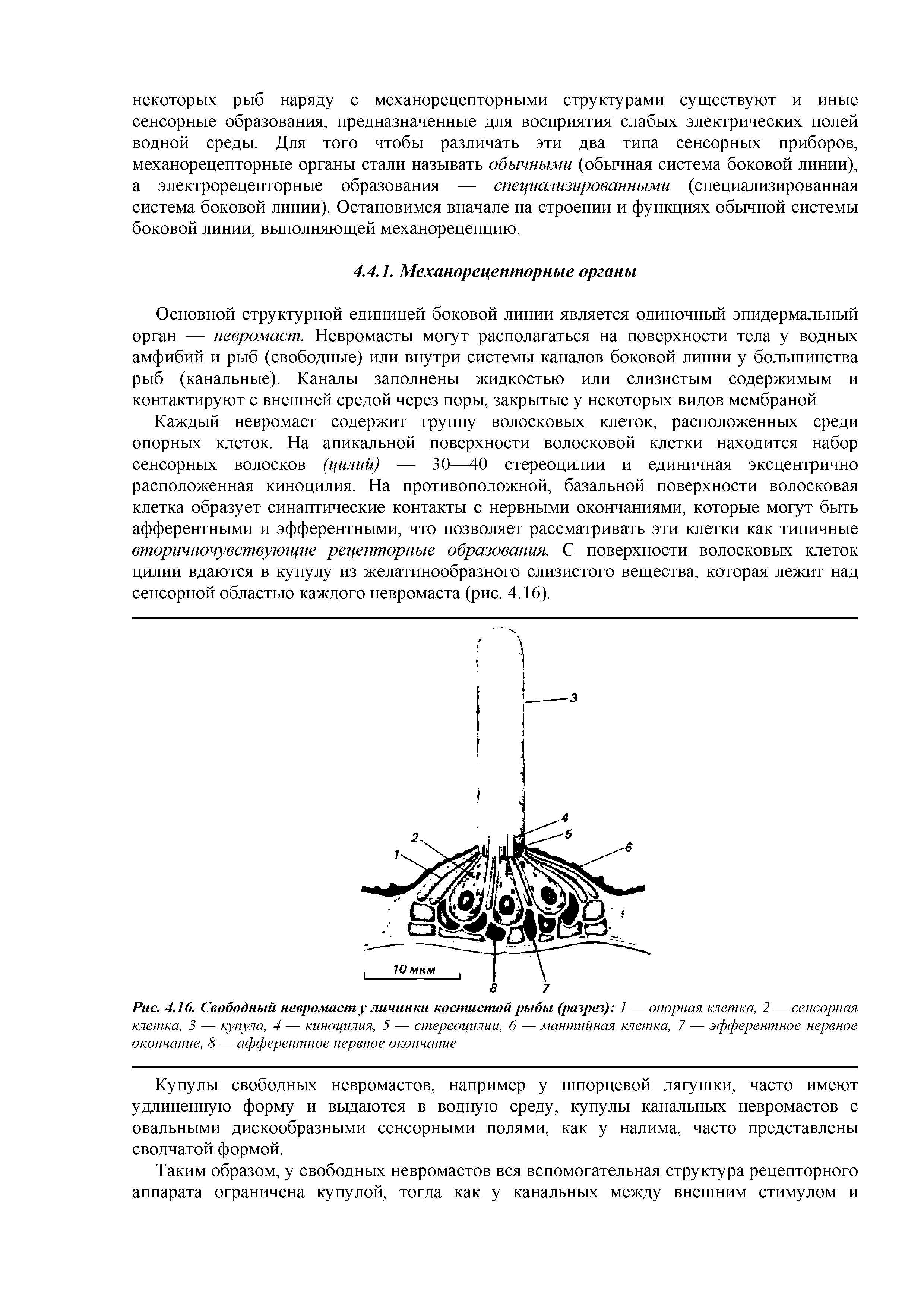 Рис. 4.16. Свободный невромаст у личинки костистой рыбы (разрез) 1 — опорная клетка, 2 — сенсорная клетка, 3 — купула, 4 — киноцилия, 5 — стереоцилии, б — мантийная клетка, 7 — эфферентное нервное окончание, 8 — афферентное нервное окончание...